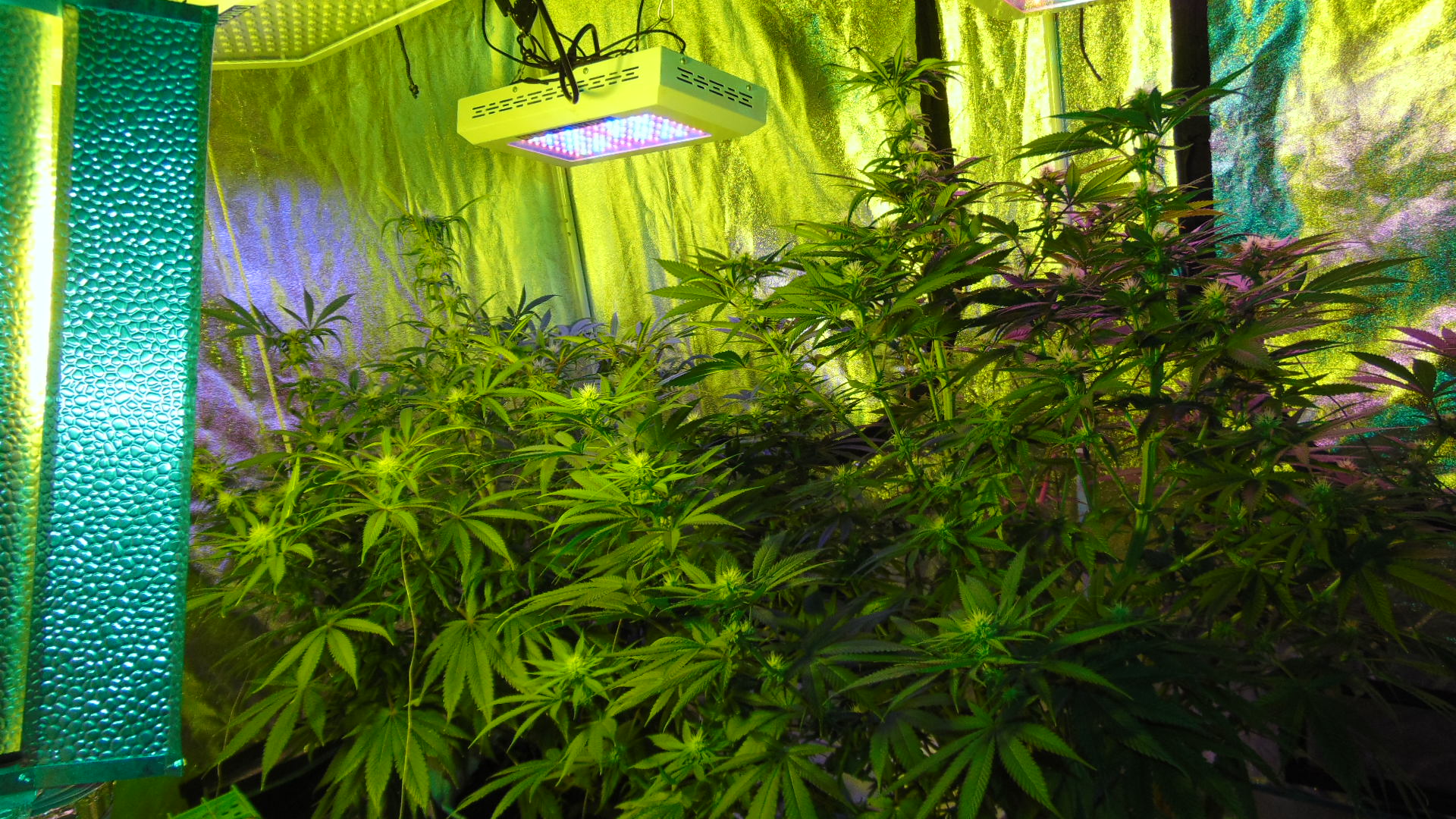 3 Weeks In Bud 11 Weeks Old 007