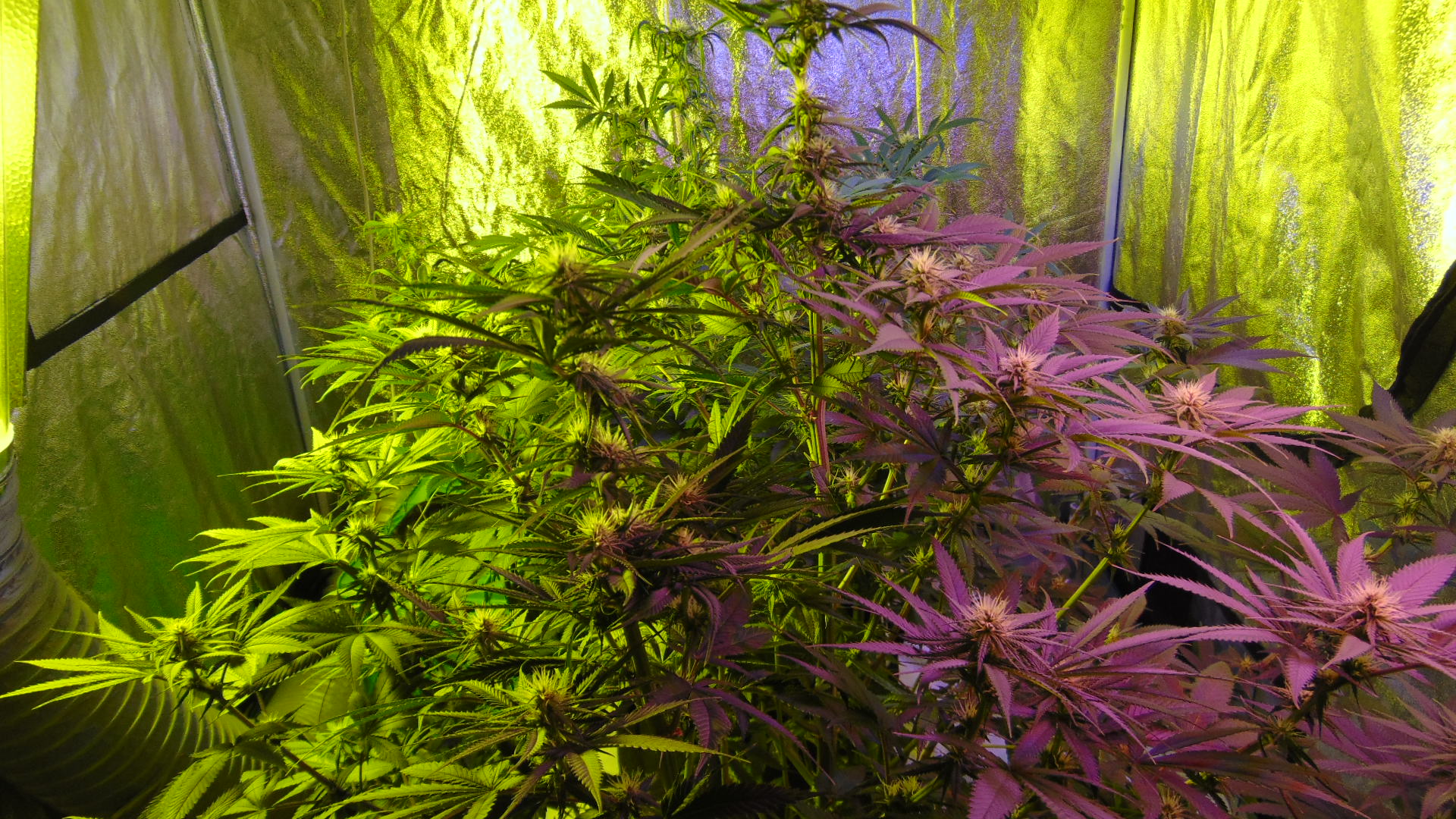 3 Weeks In Bud 11 Weeks Old 011