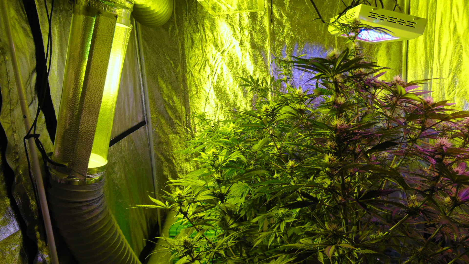 3 Weeks In Bud 11 Weeks Old 016