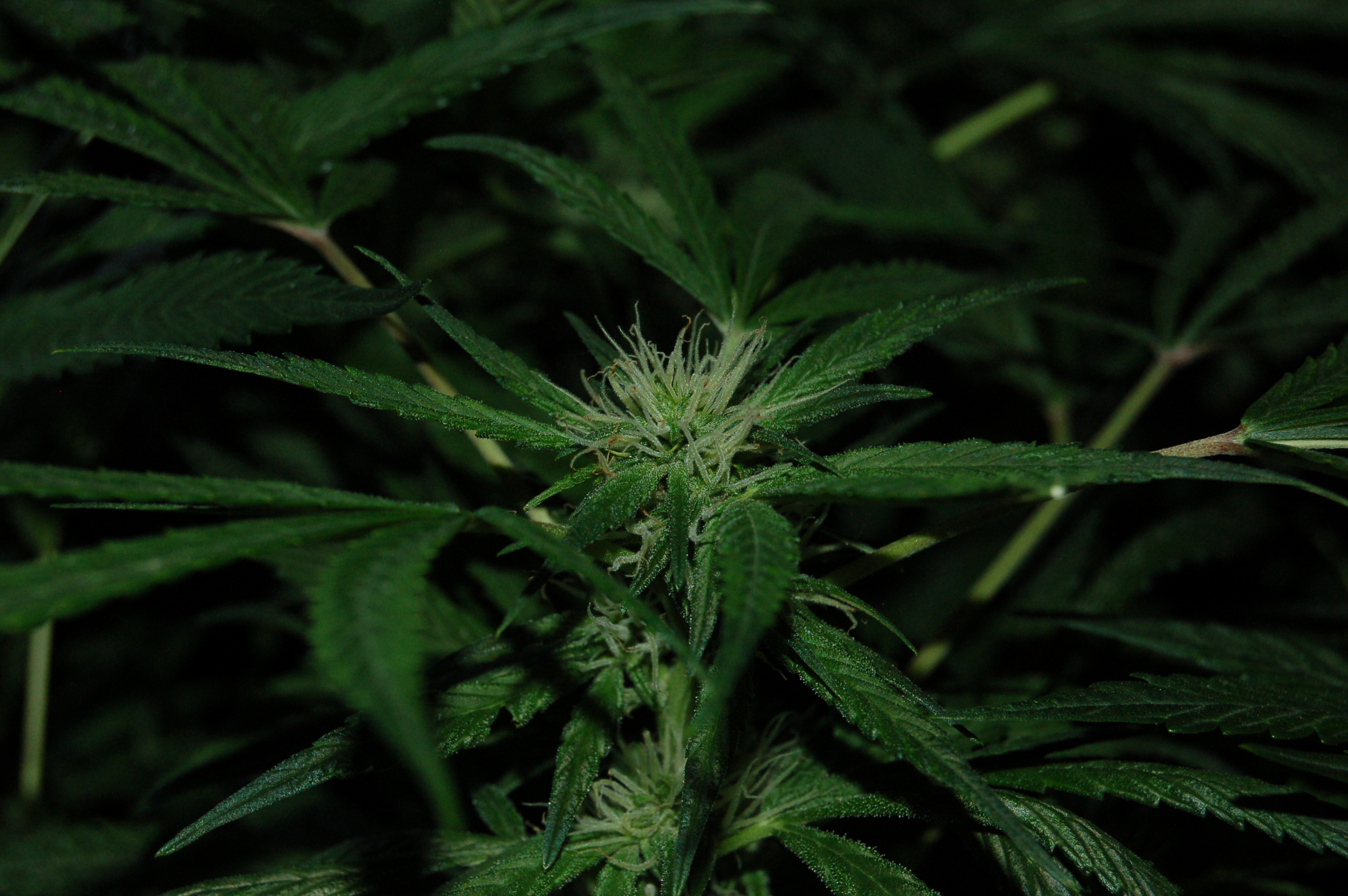 4 Assed Monkey - Day 66