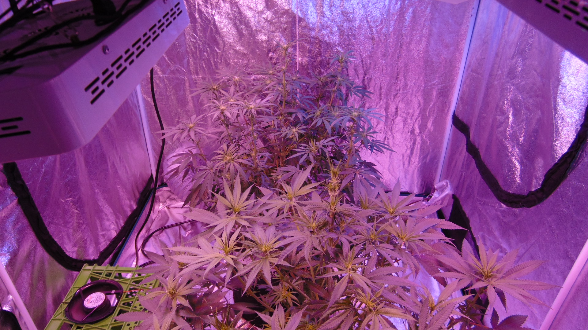 9 Weeks Defoliate 014