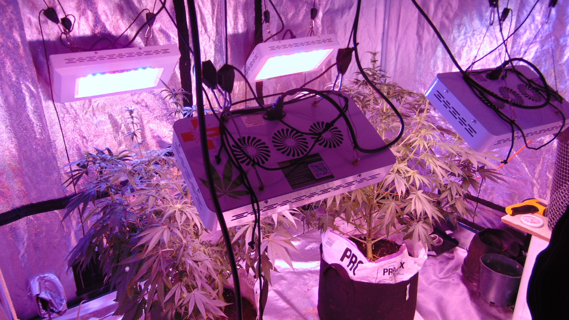 9 Weeks Vertical Panels After Defoliyion 002