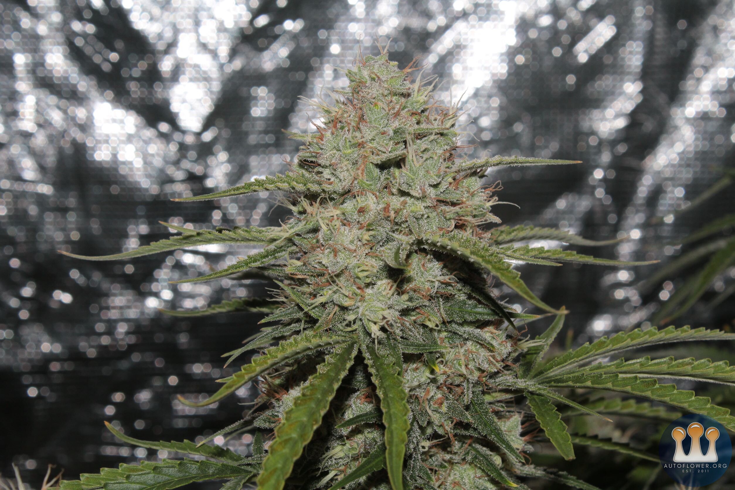 acid kush1 85 days top close.JPG