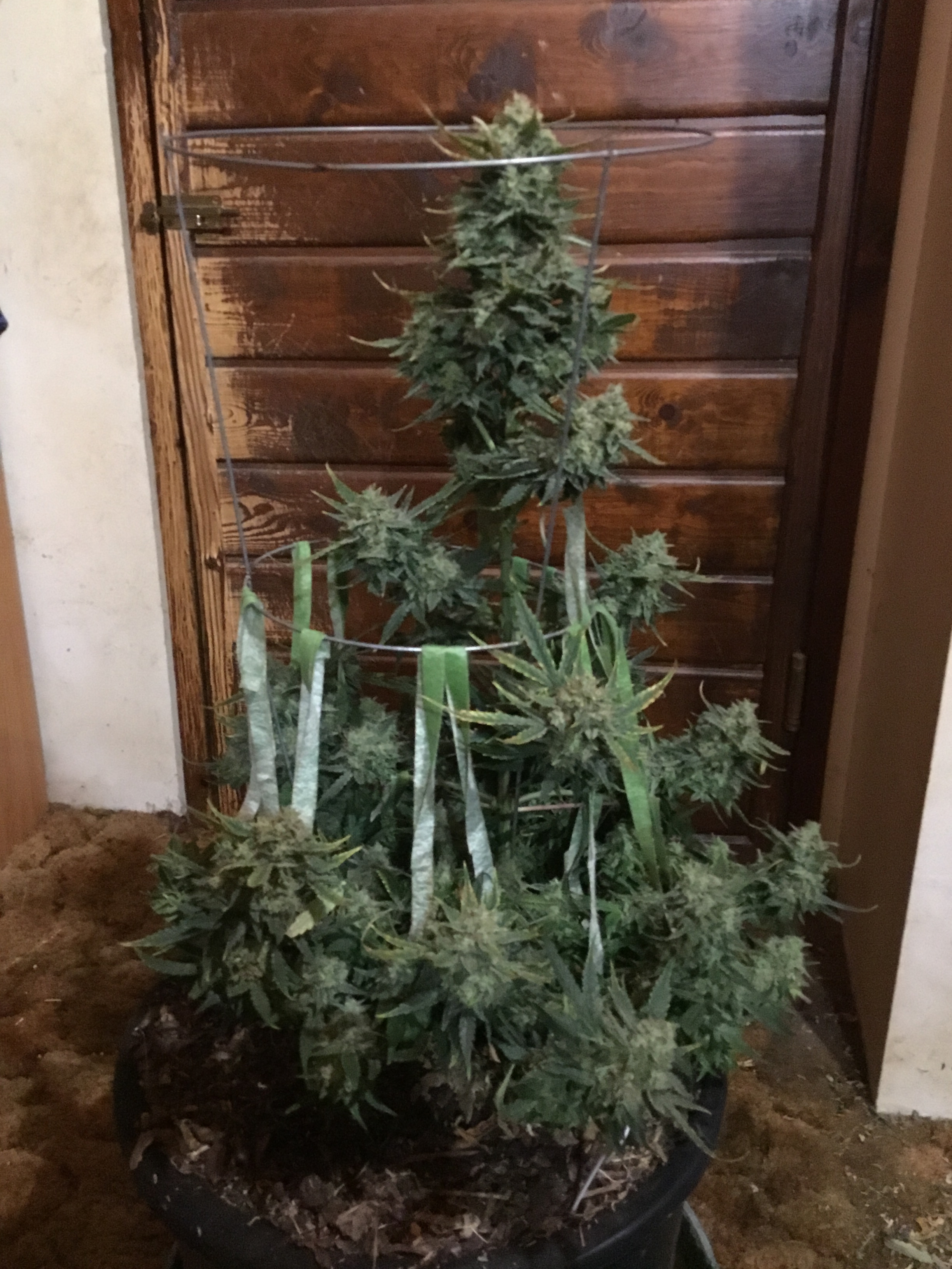 Auto Livers 74 days More side branches