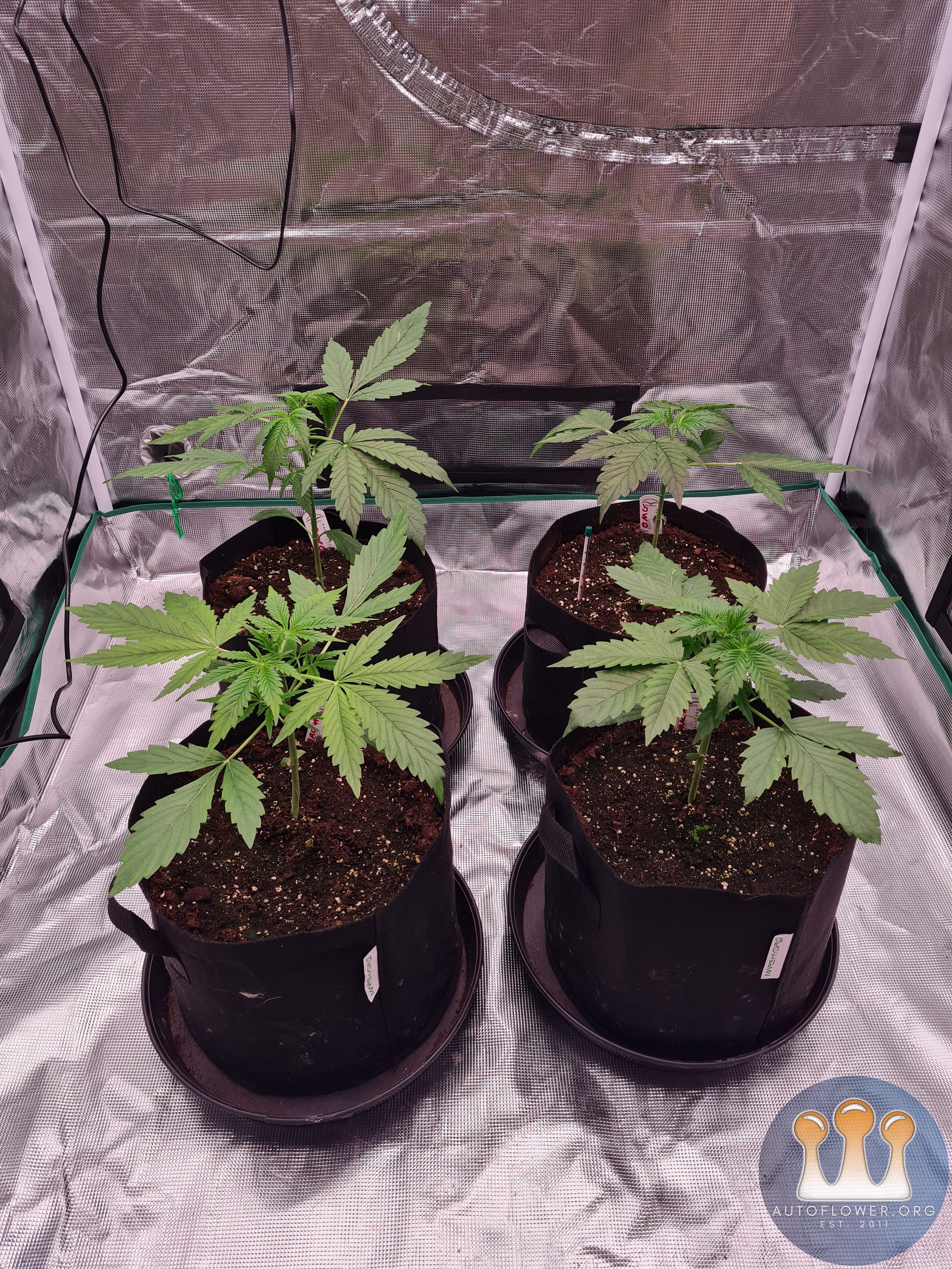 Auto Mac#1 & Auto Oh my gushers