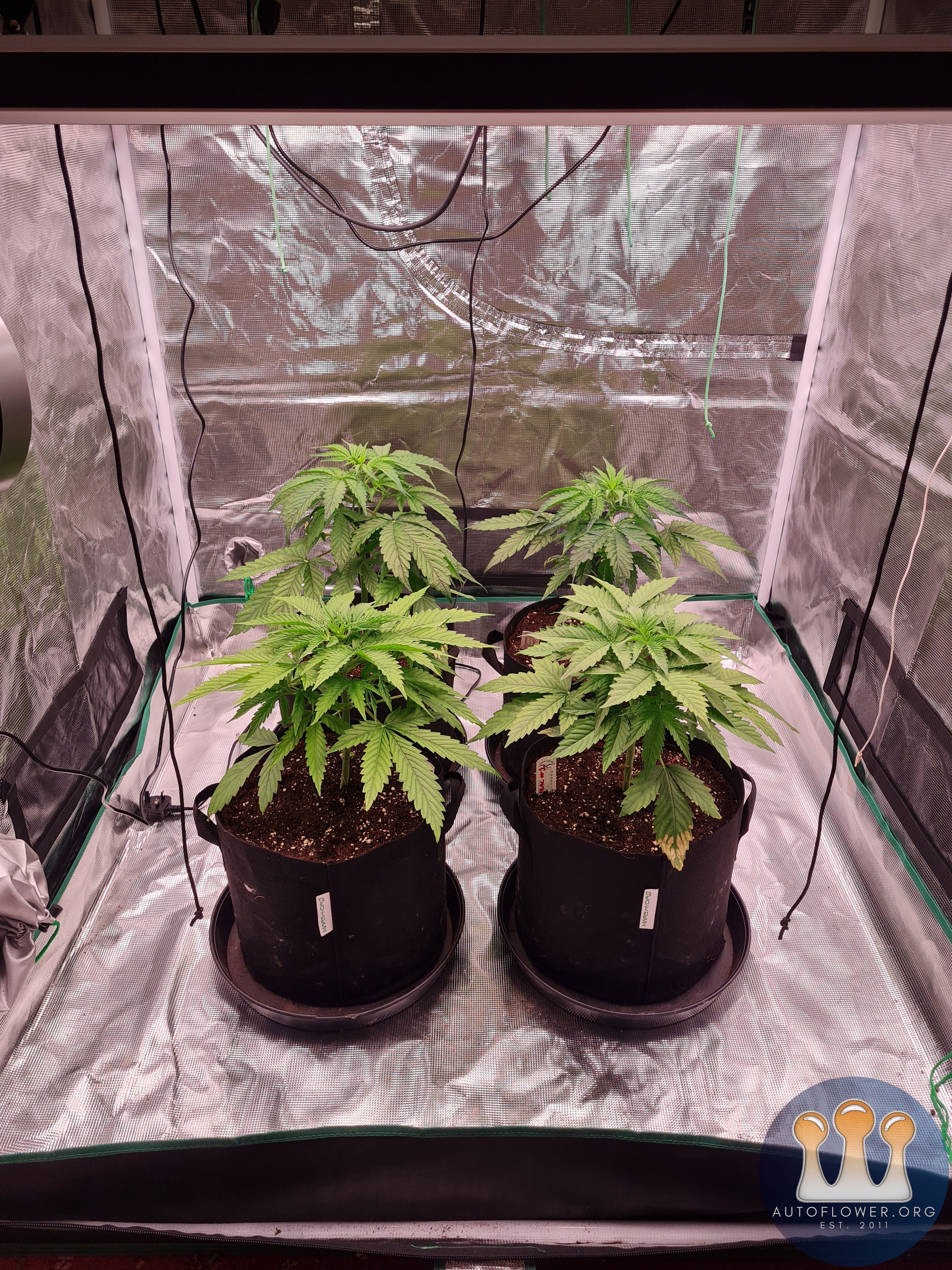 Auto Mac#1 & Auto Oh my gushers