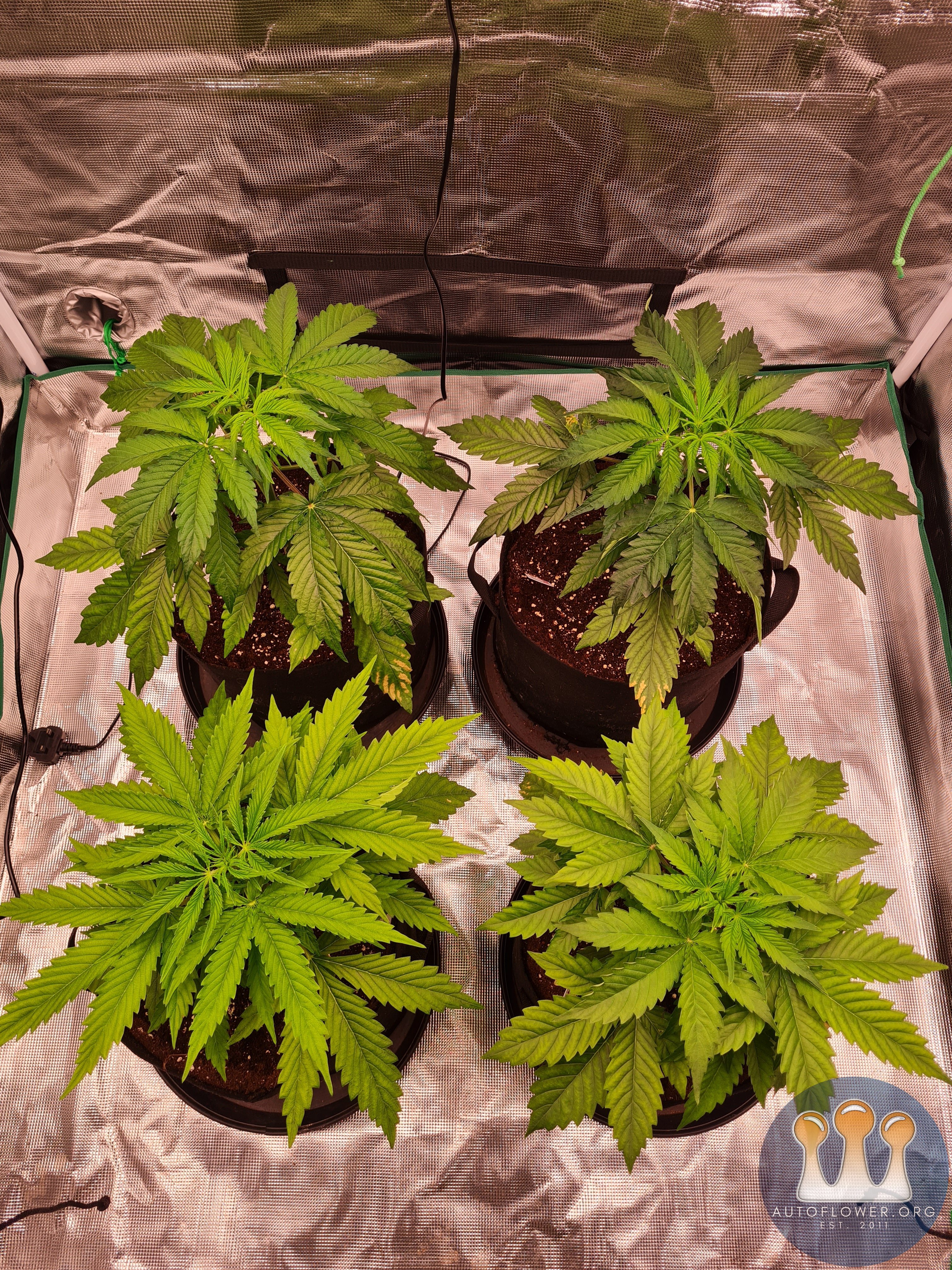 Auto Mac#1 & Auto Oh my gushers