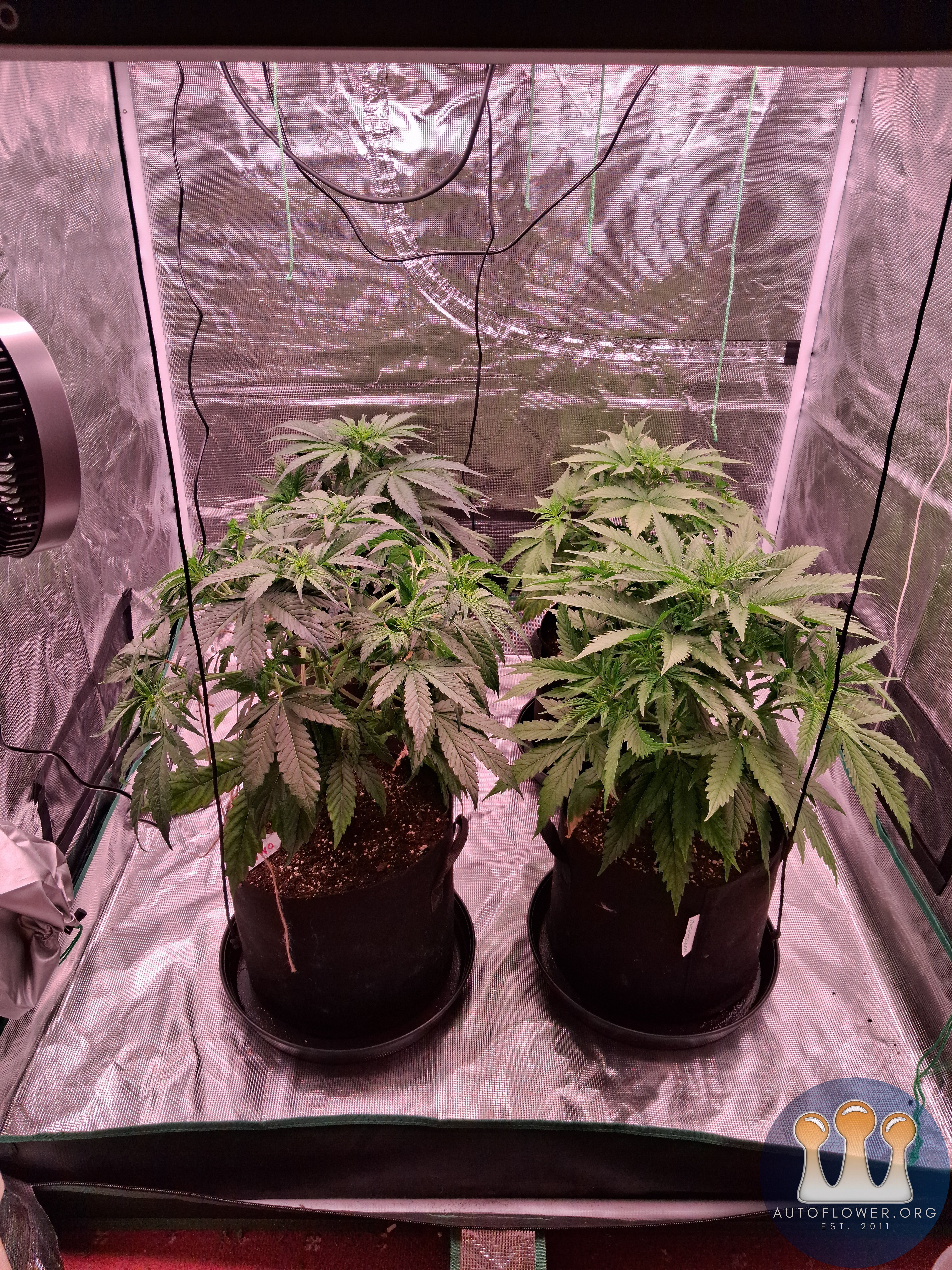 Auto mac#1 & Auto Oh my gushers