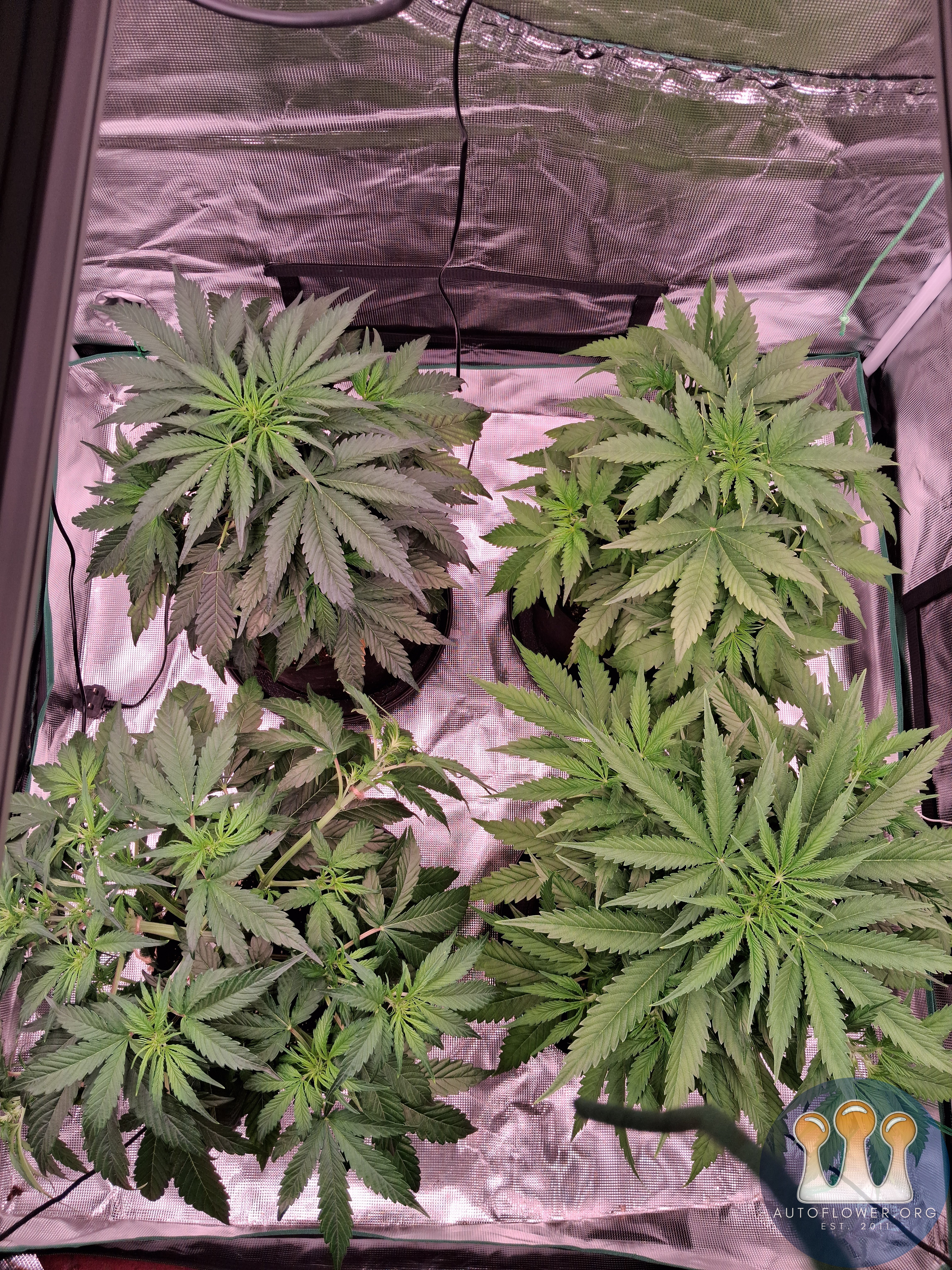 Auto Mac #1 &Auto Oh my gushers