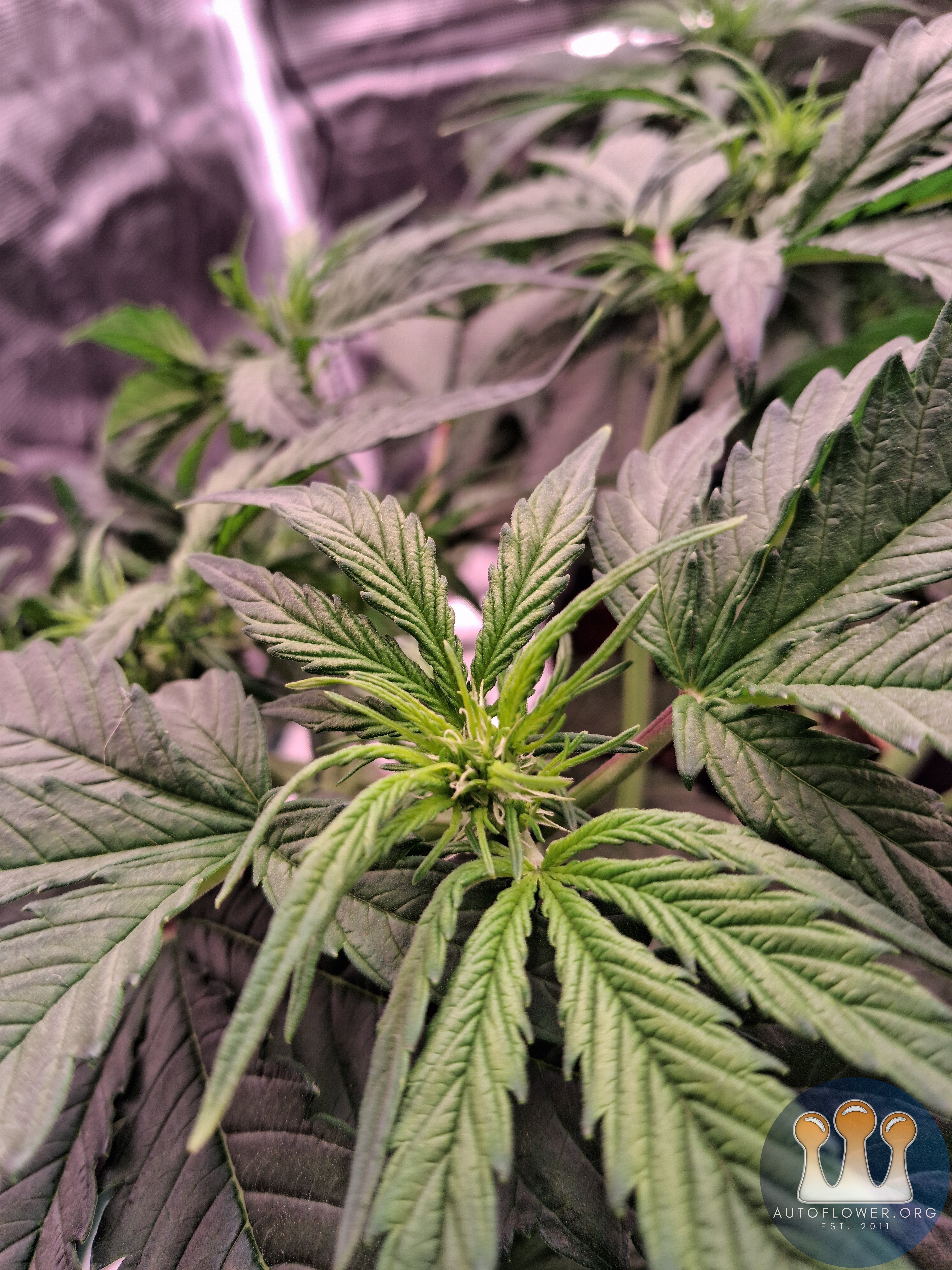 Auto Mac #1 &Auto Oh my gushers