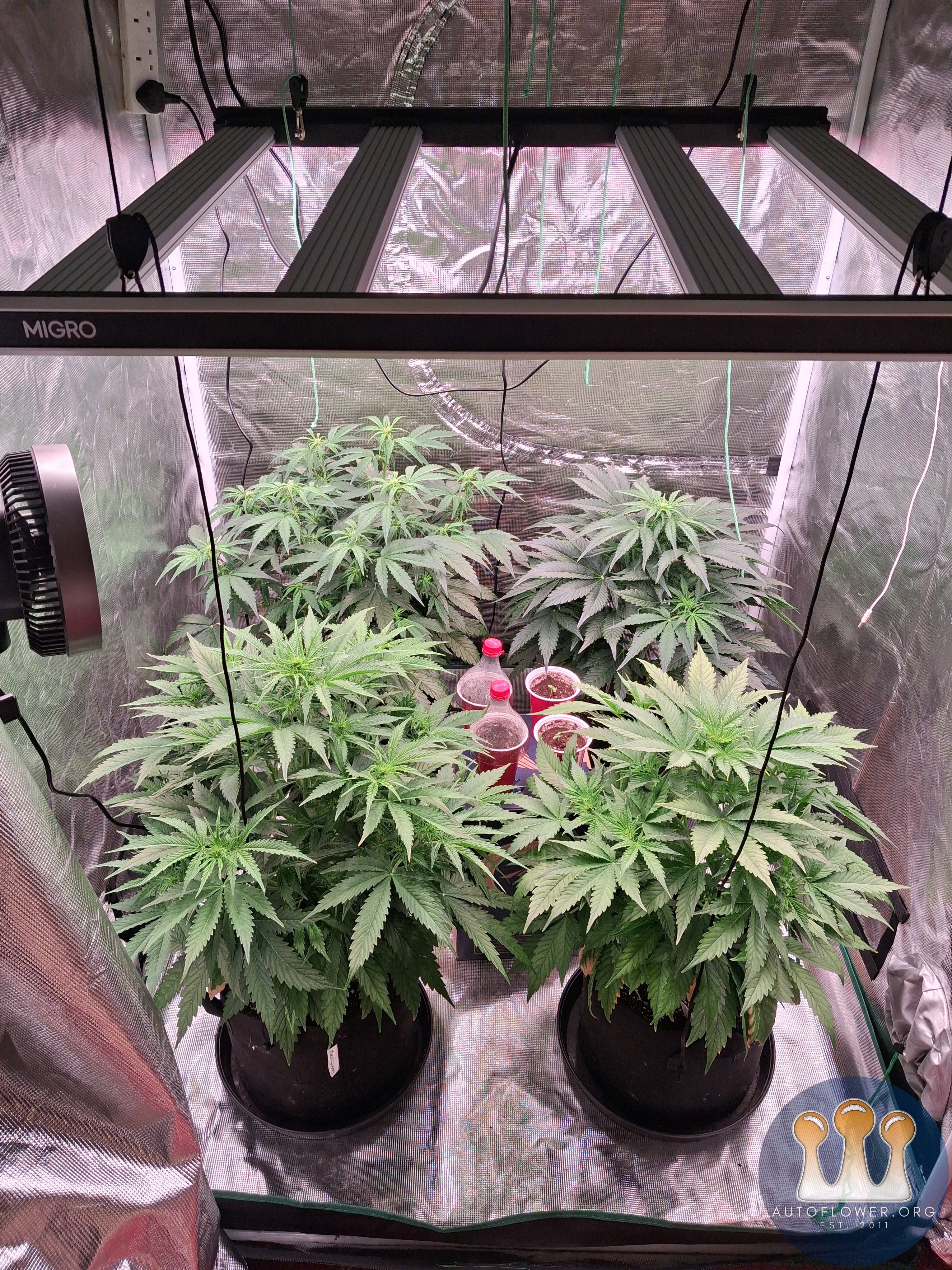 Auto Mac #1 & Auto Oh my gushers