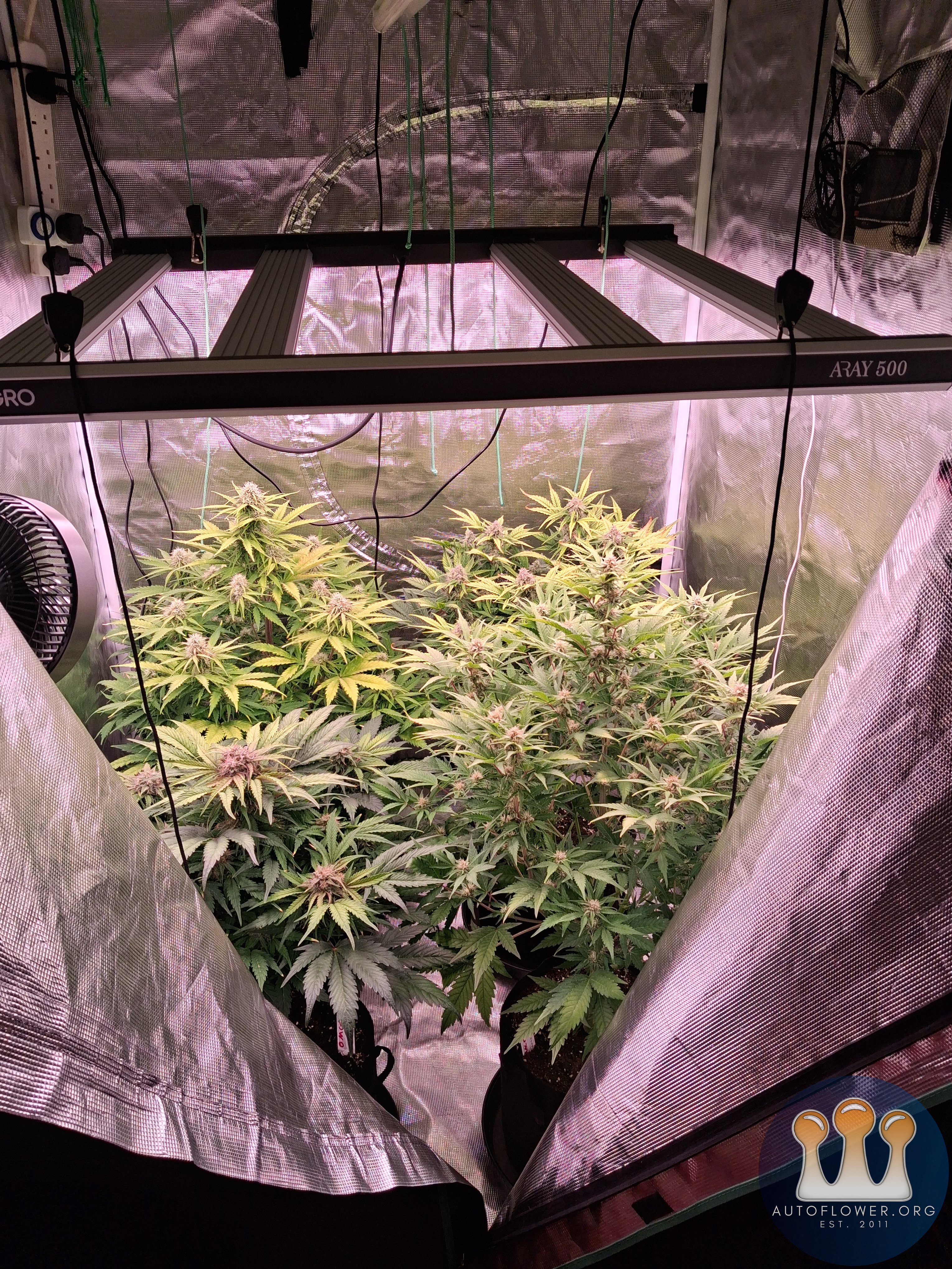 Auto Mac#1 & Auto Oh my gushers