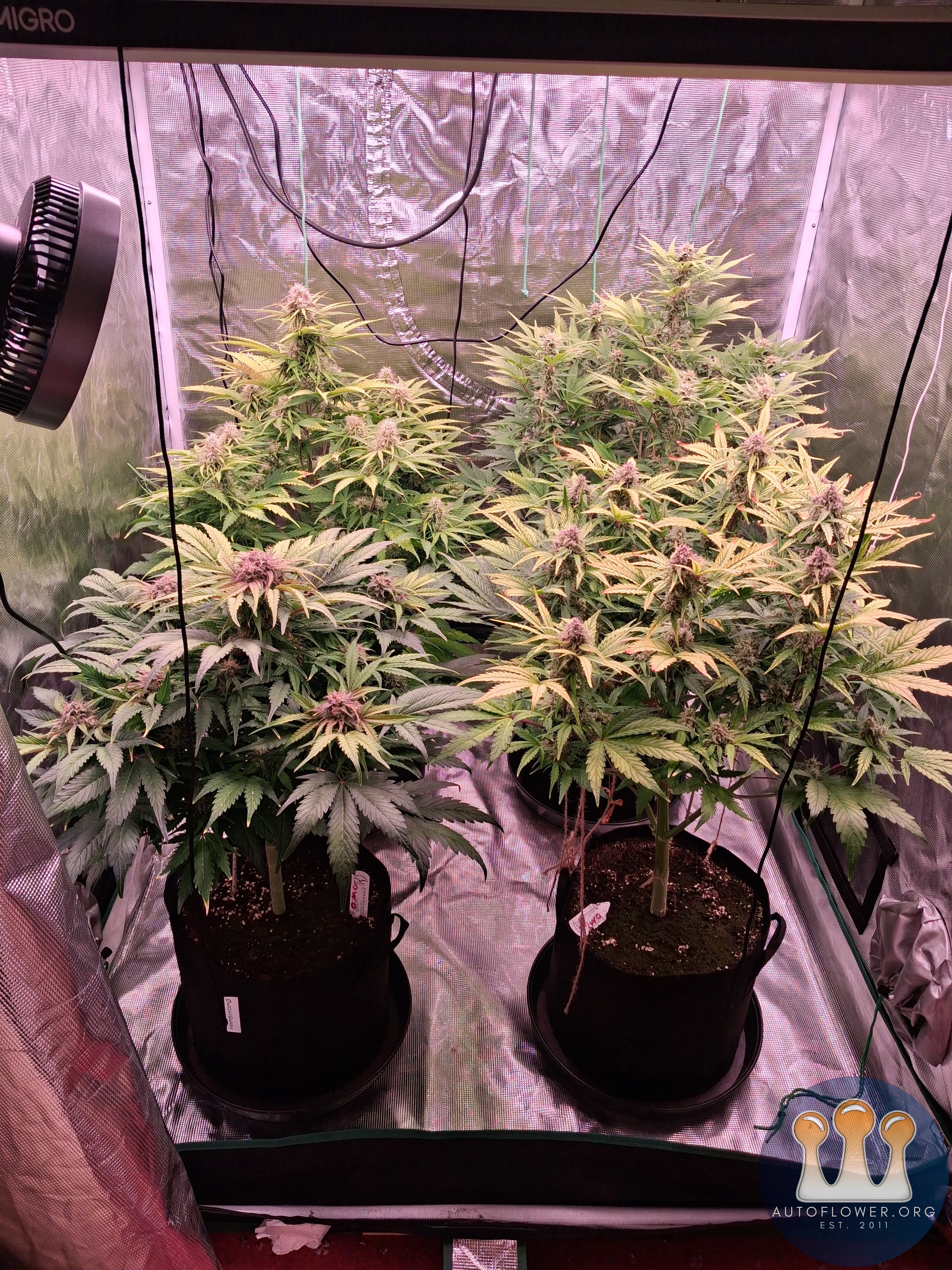 Auto Mac #1 &Auto Oh my gushers