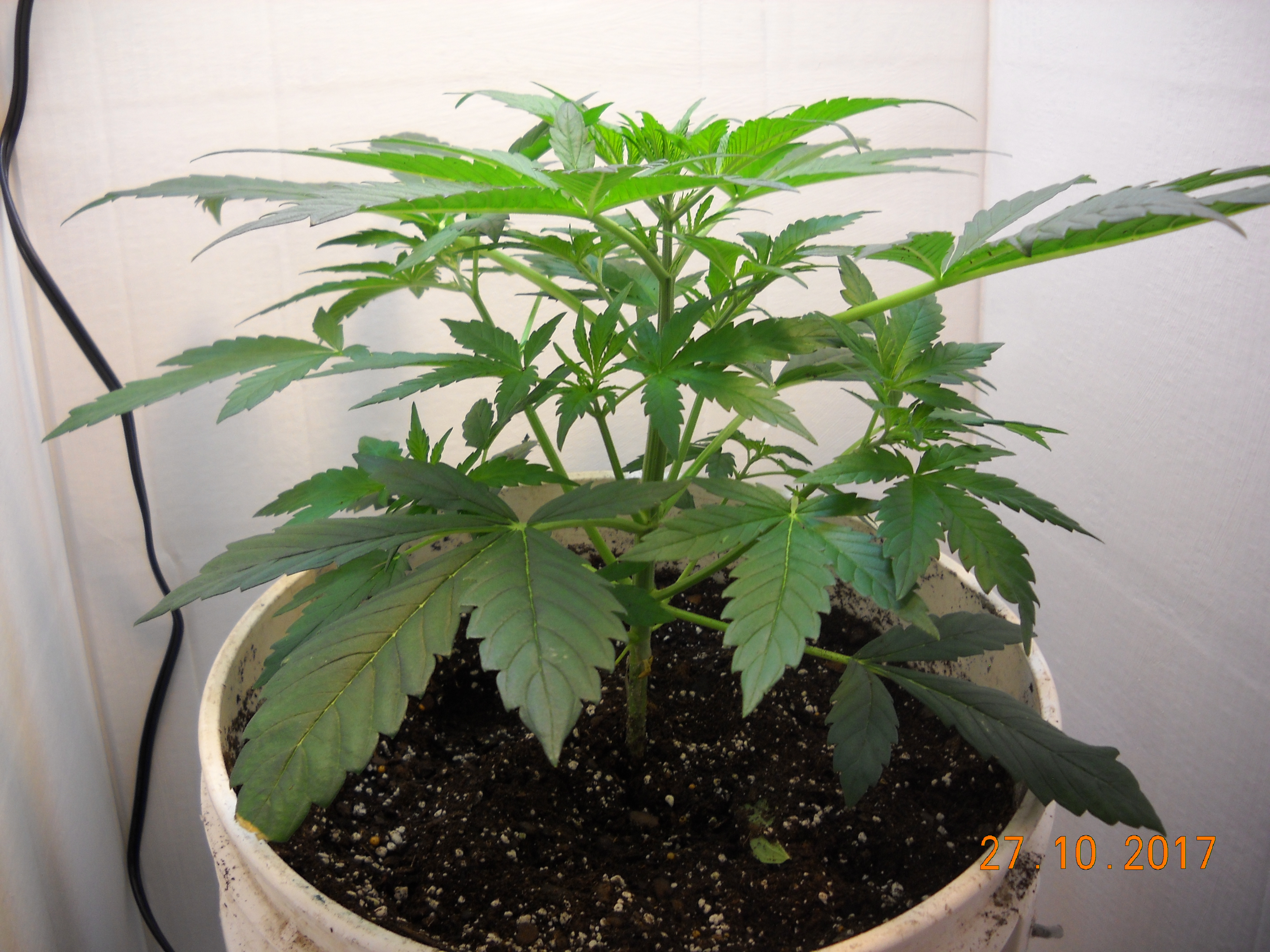 Auto Speed Bud Day 29