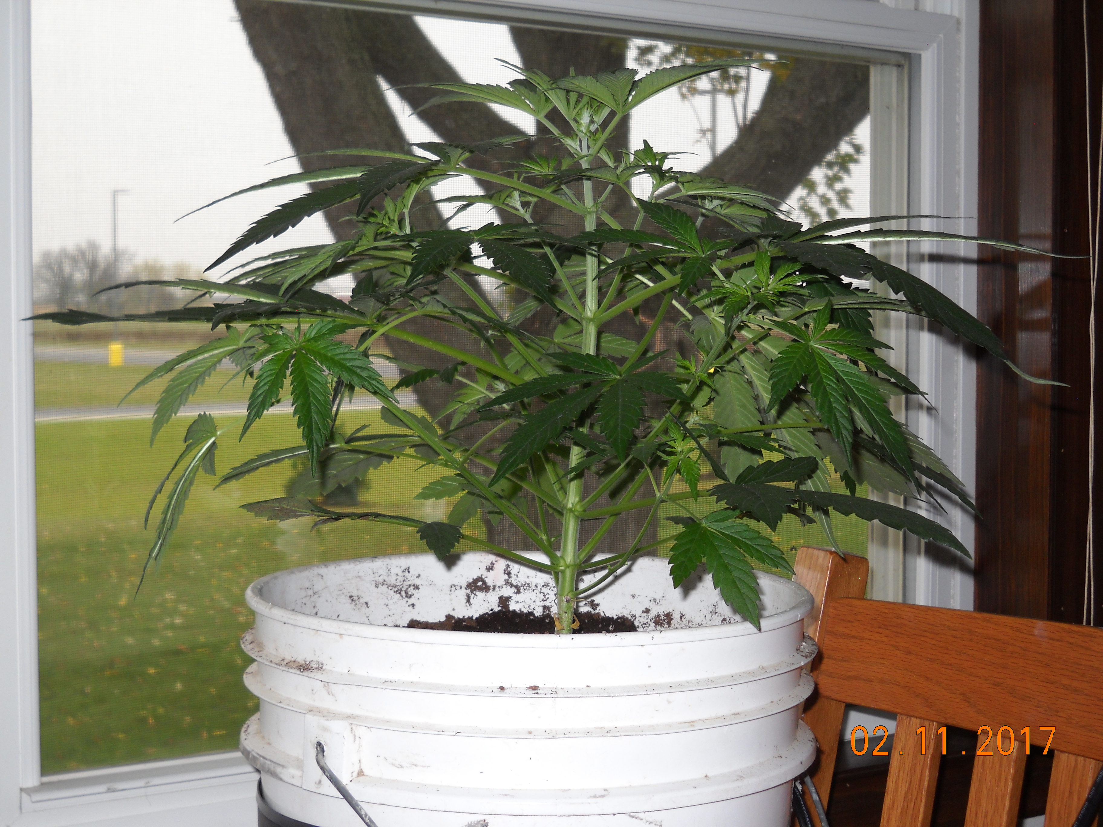 Auto Speed Bud Day 35