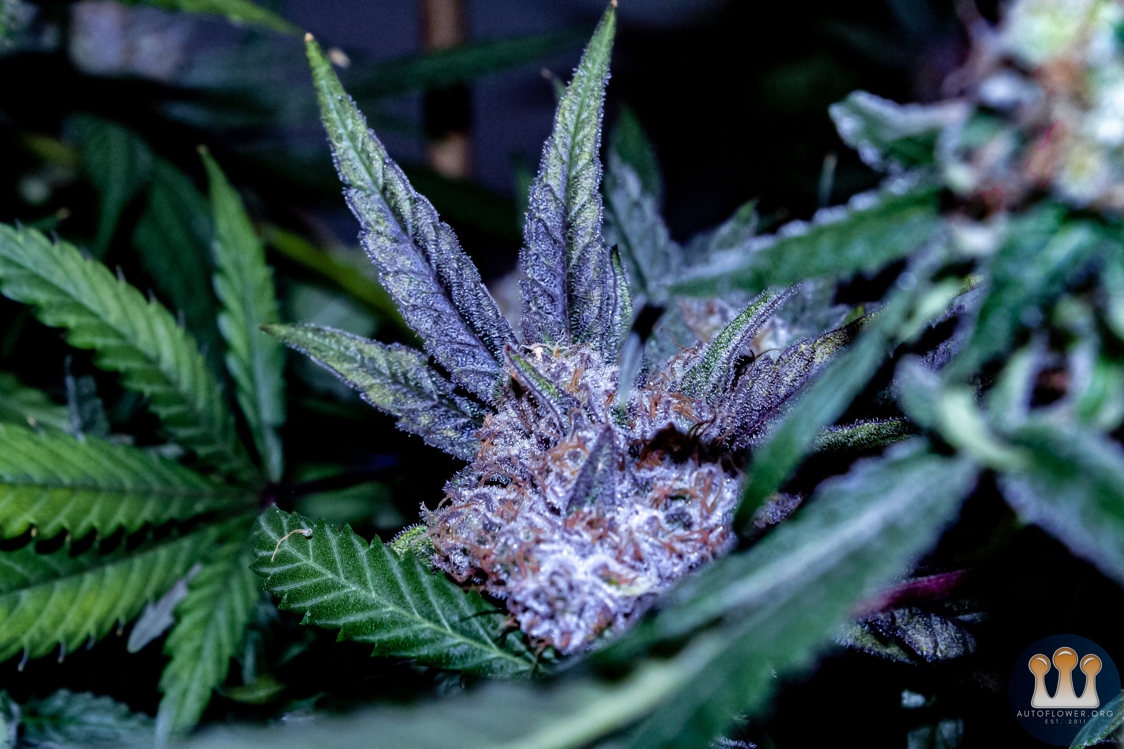 Ayahuasca Purple-3242.jpg