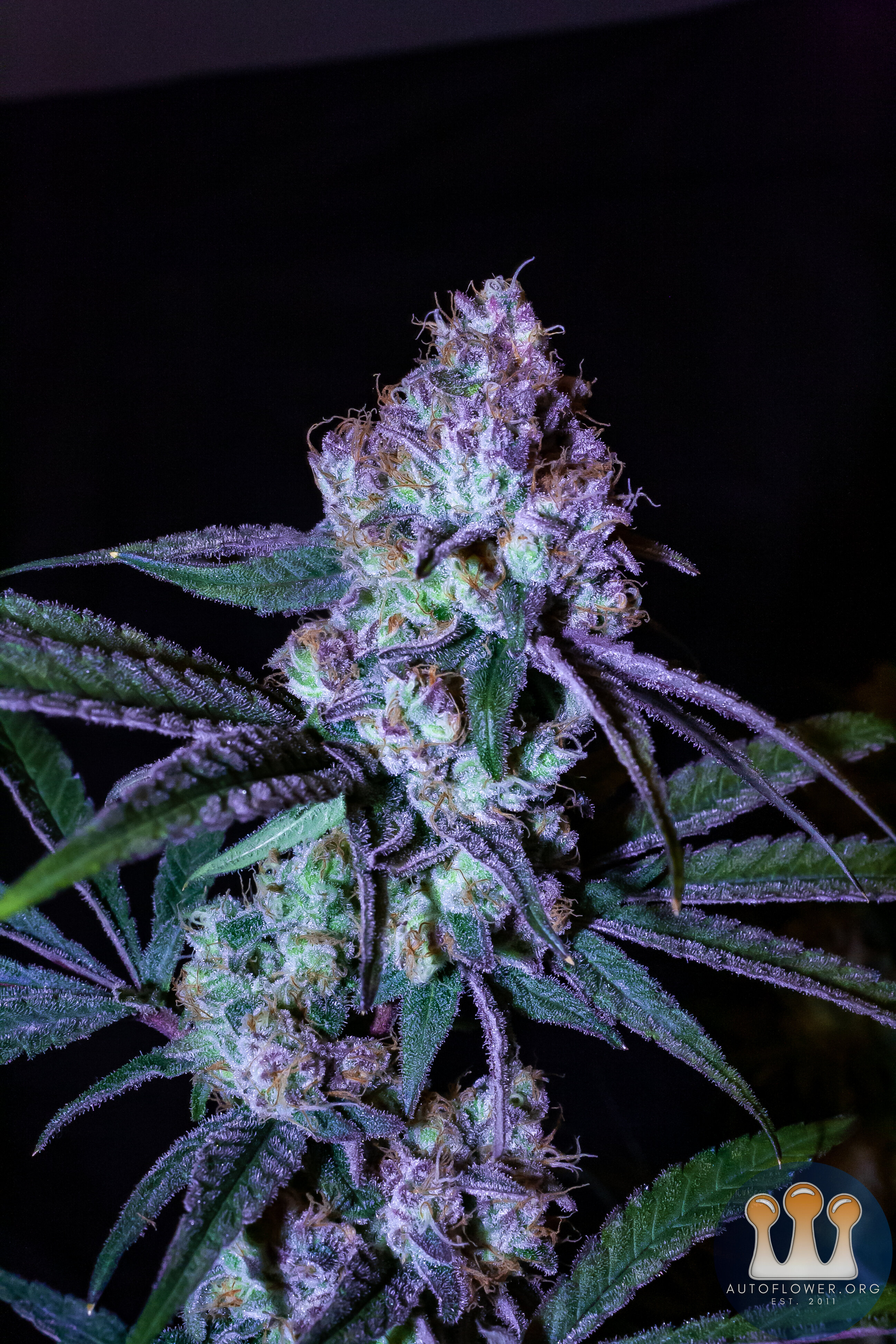 Ayahuasca Purple-3247.jpg