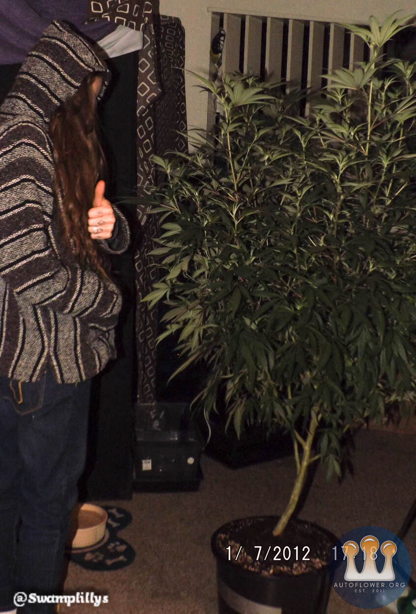 Ayahuasca Purple and Me