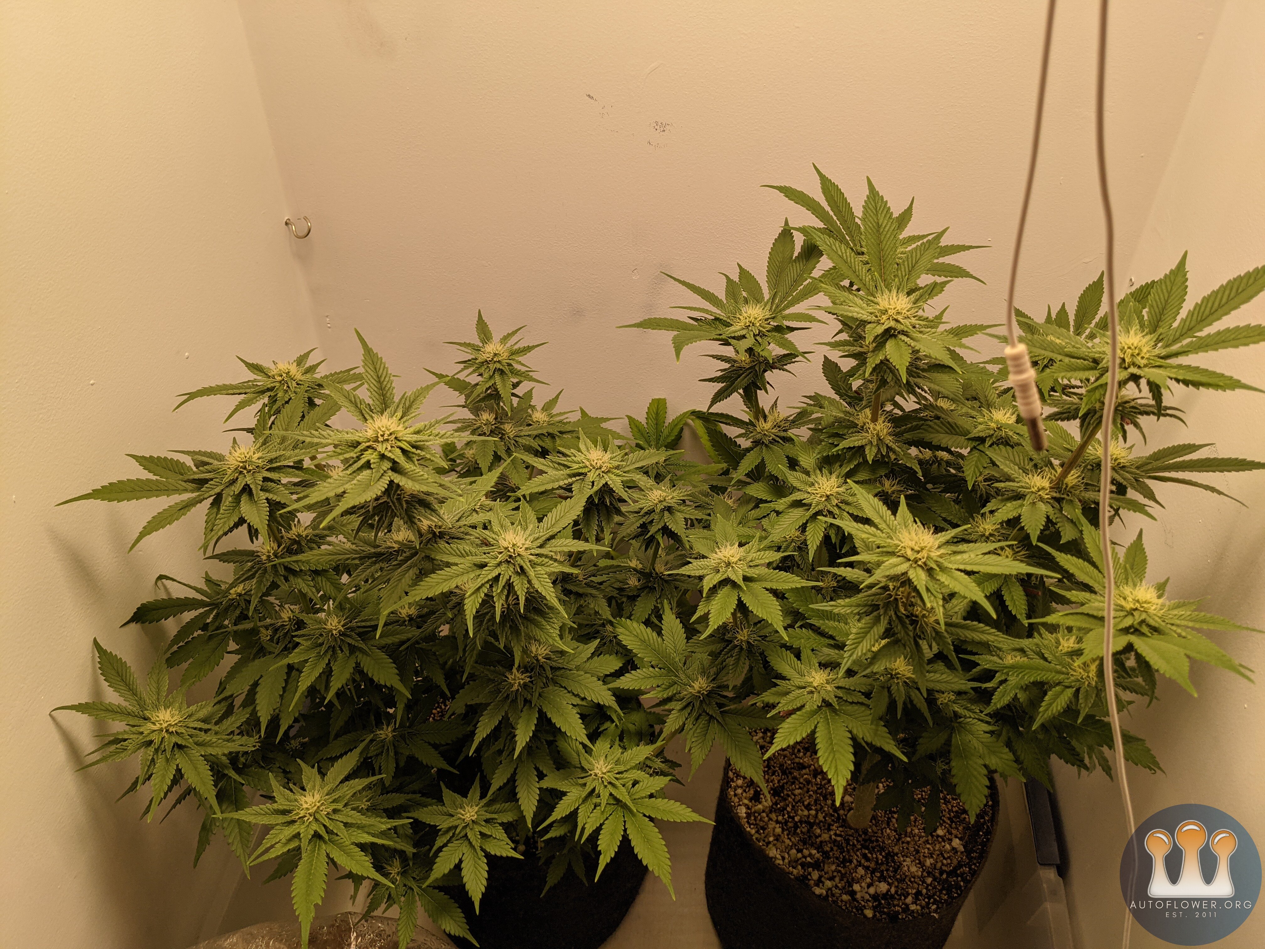 B.O.G. LifeStar - Flowering Day 27