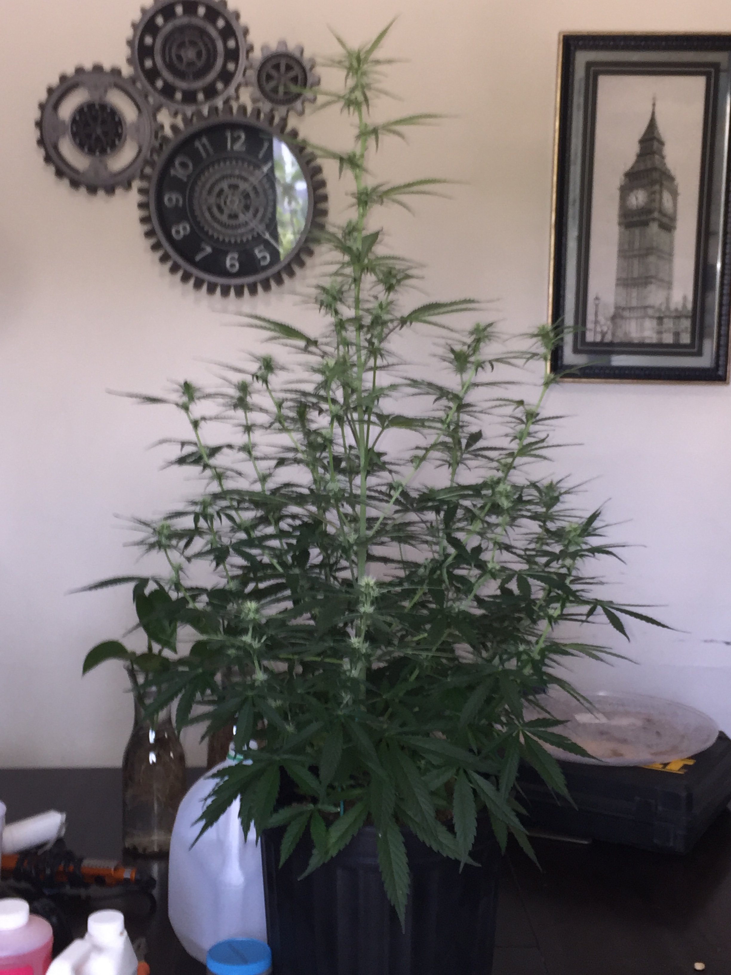 B2CFAE51-497E-48E1-9D7C-D06CB1867EF4