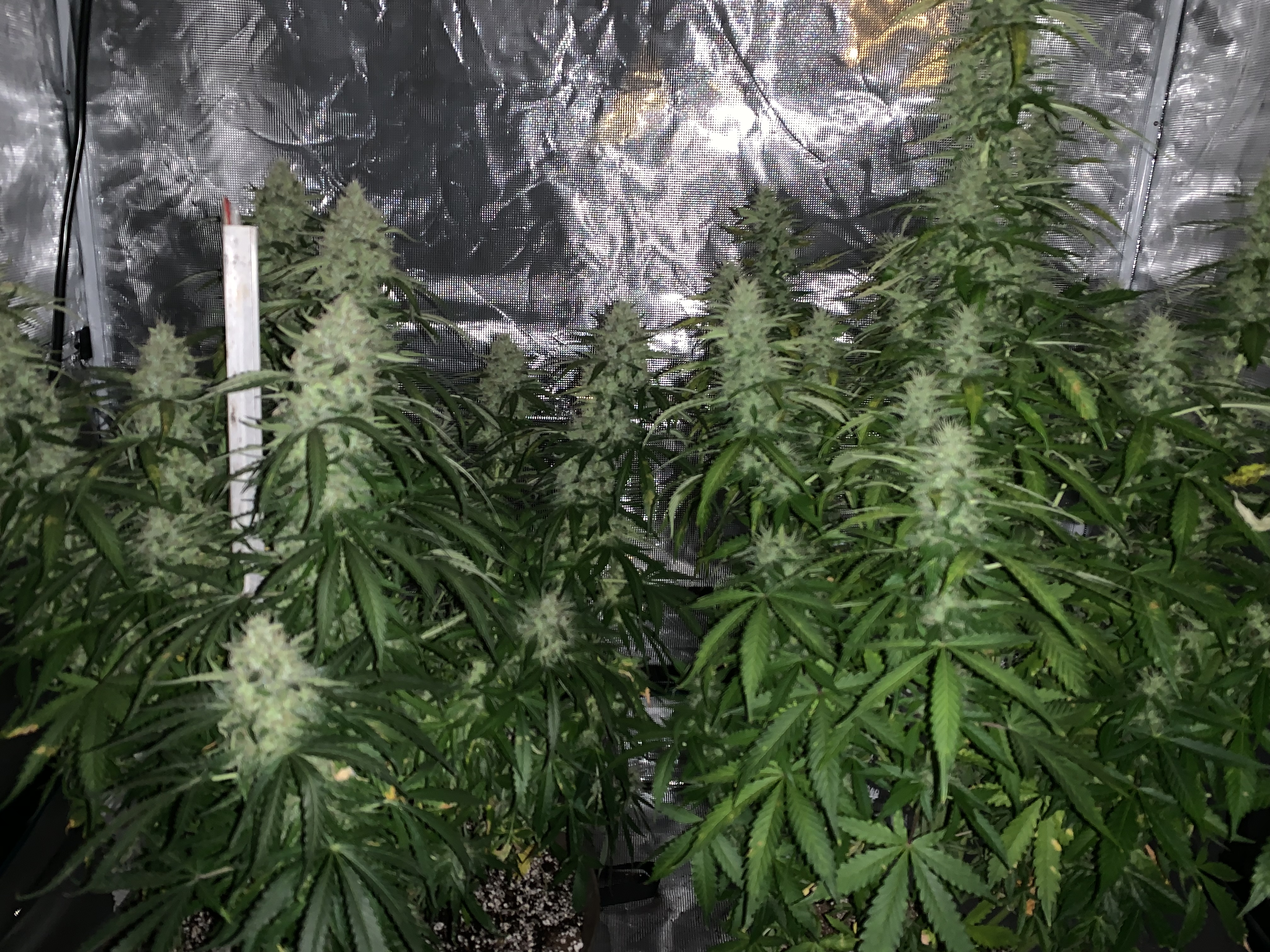 BF09D1BF-0E85-4FE6-A896-9C3048CCD4EA