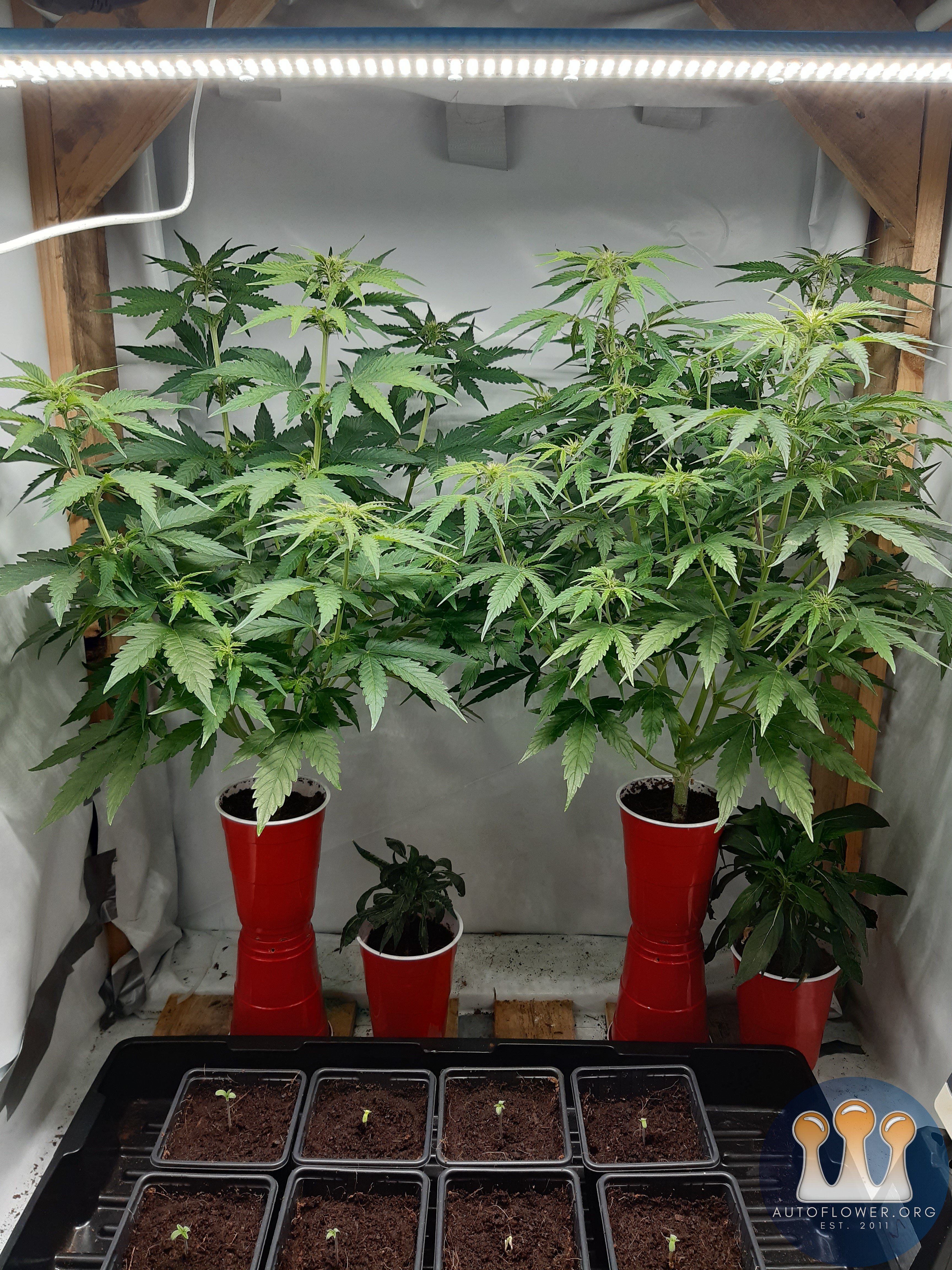 Big bud autos