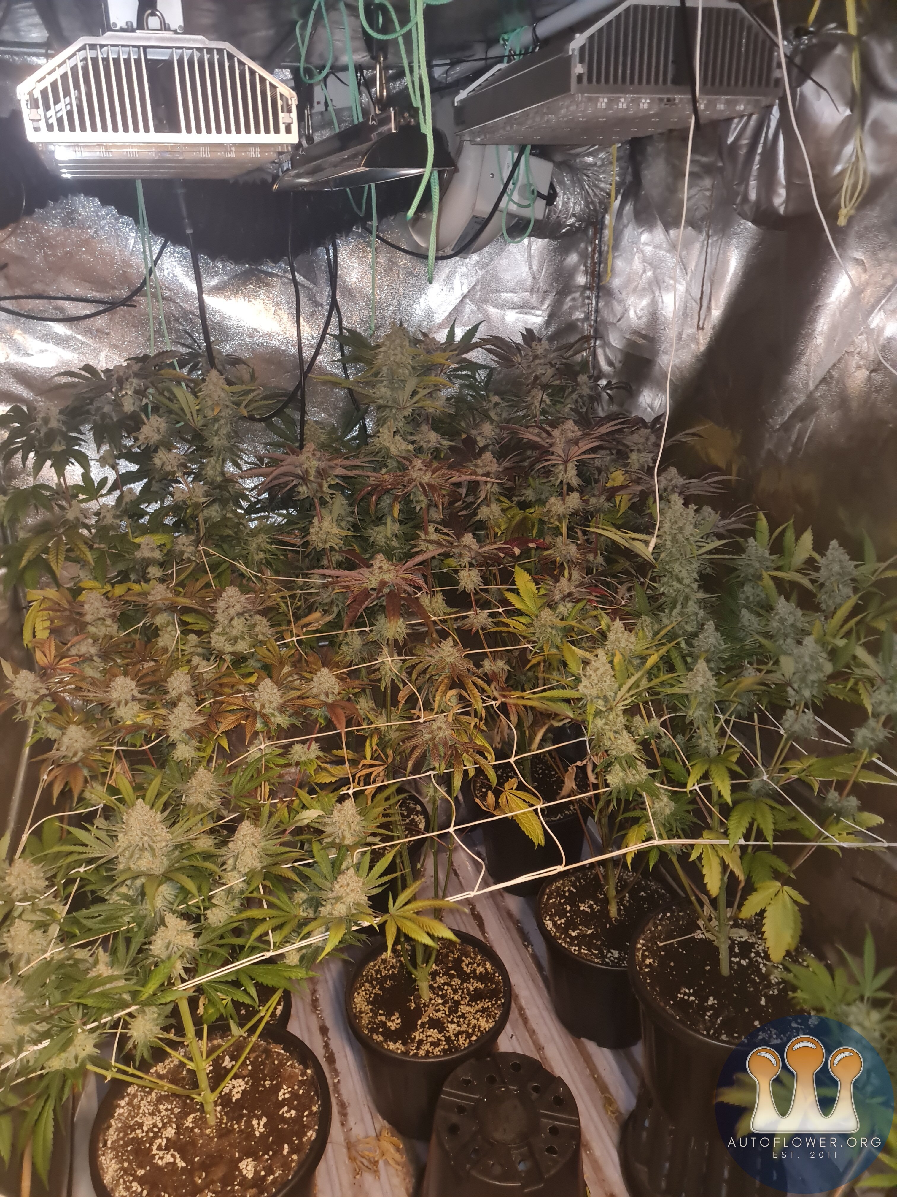 Blueberry and zkittles