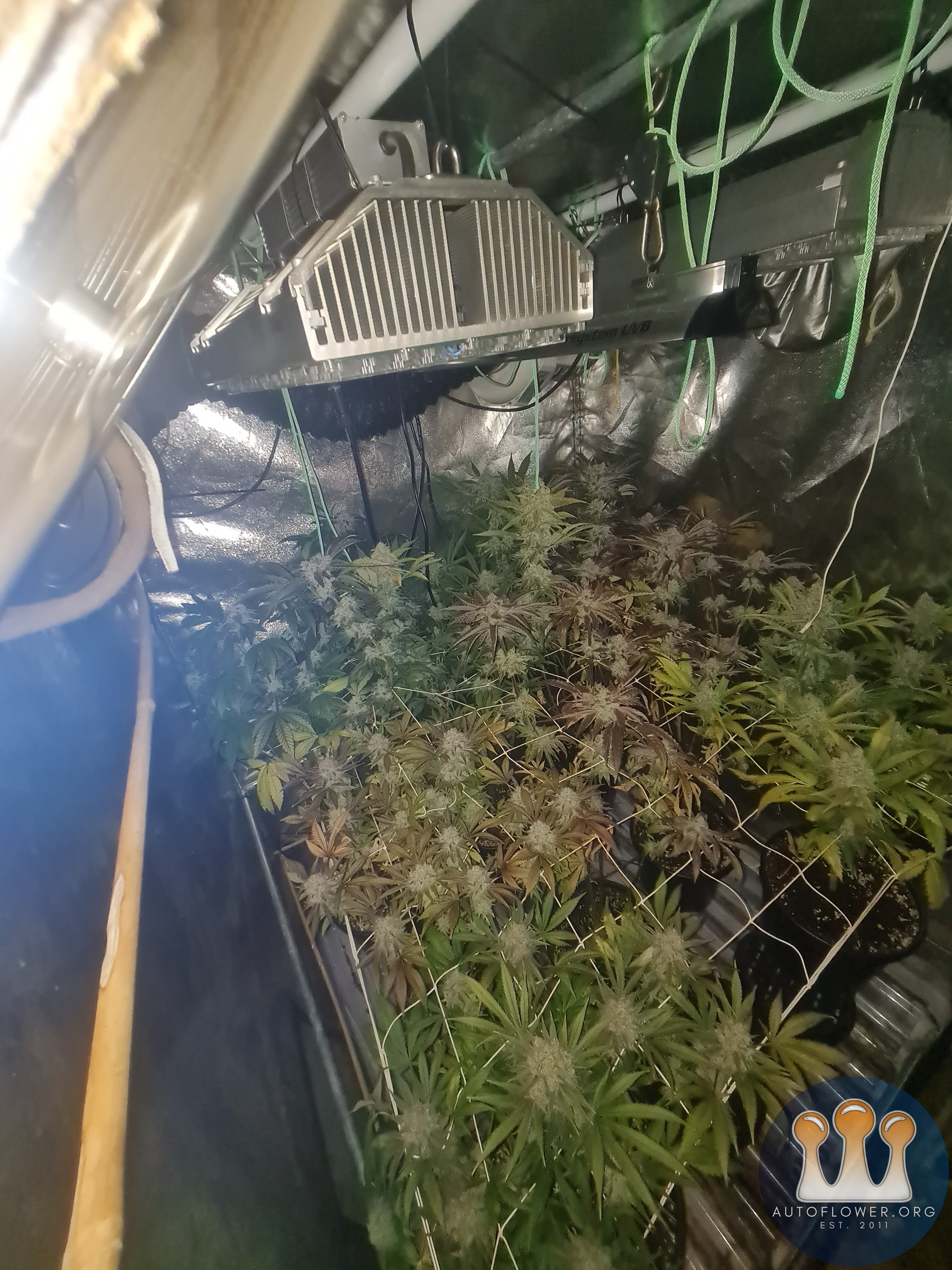 Blueberry and zkittles