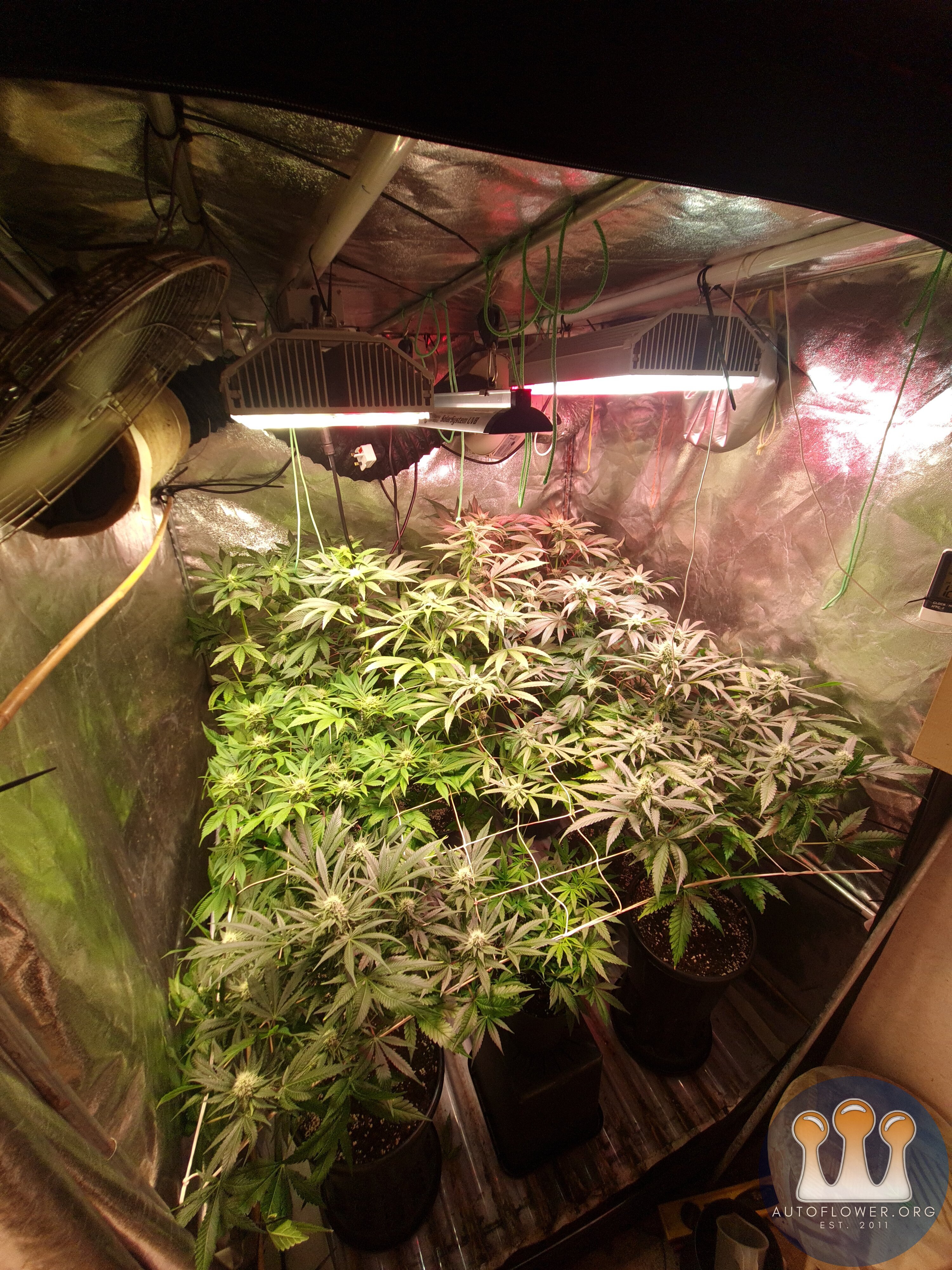 Blueberry & zkittles