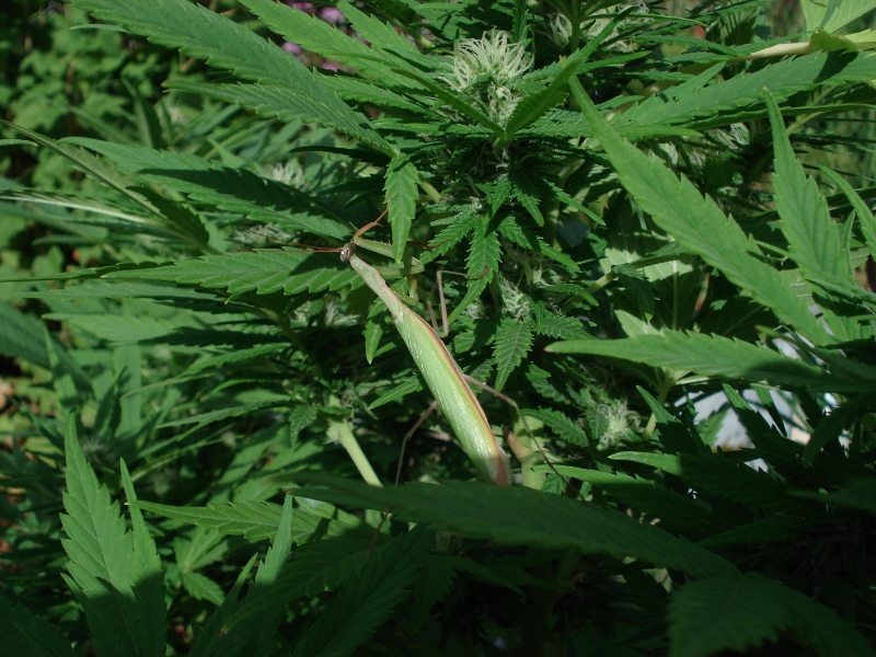 CannaMantis (6) (800x600)