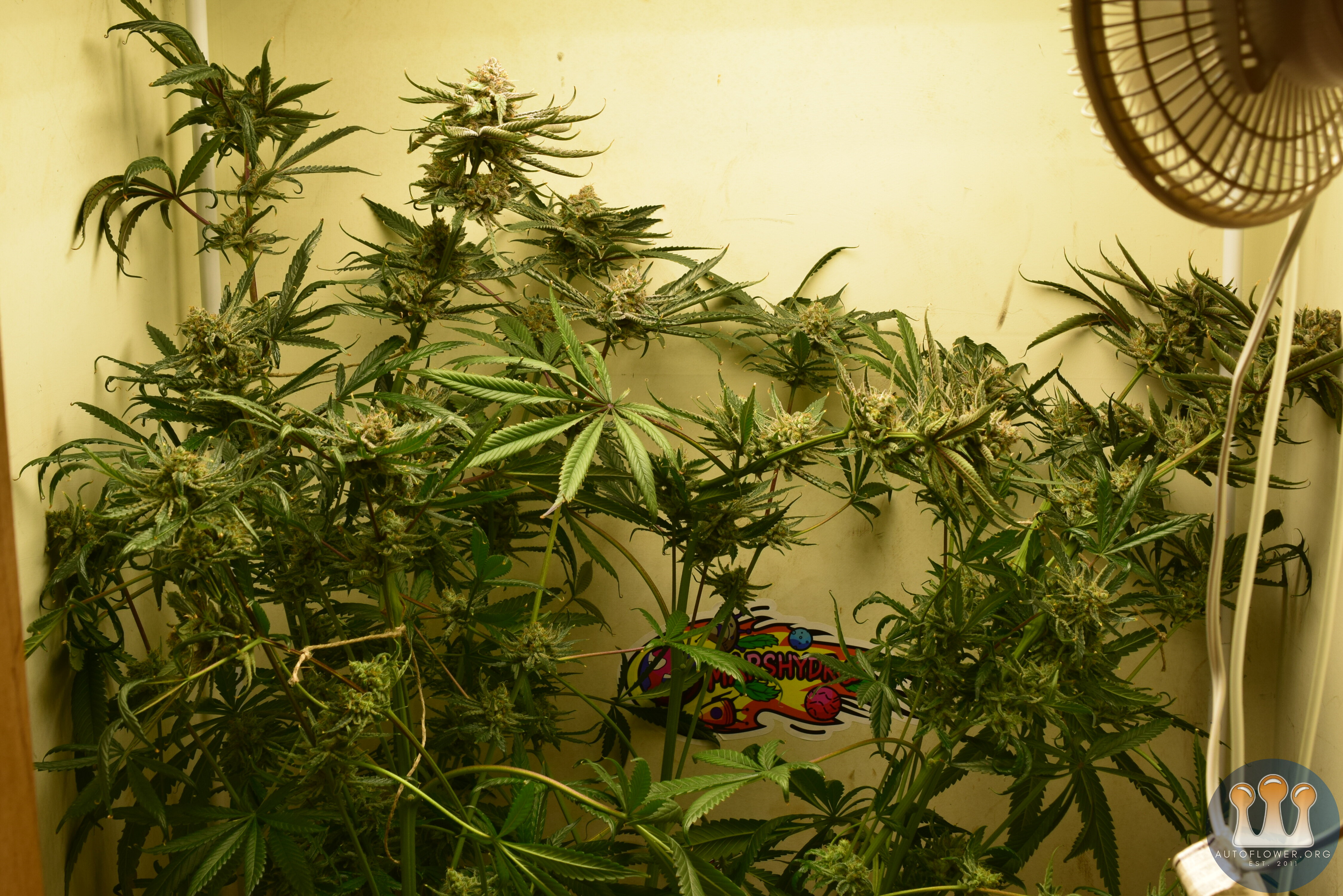 CC#1 Day 58 Flower Harvest