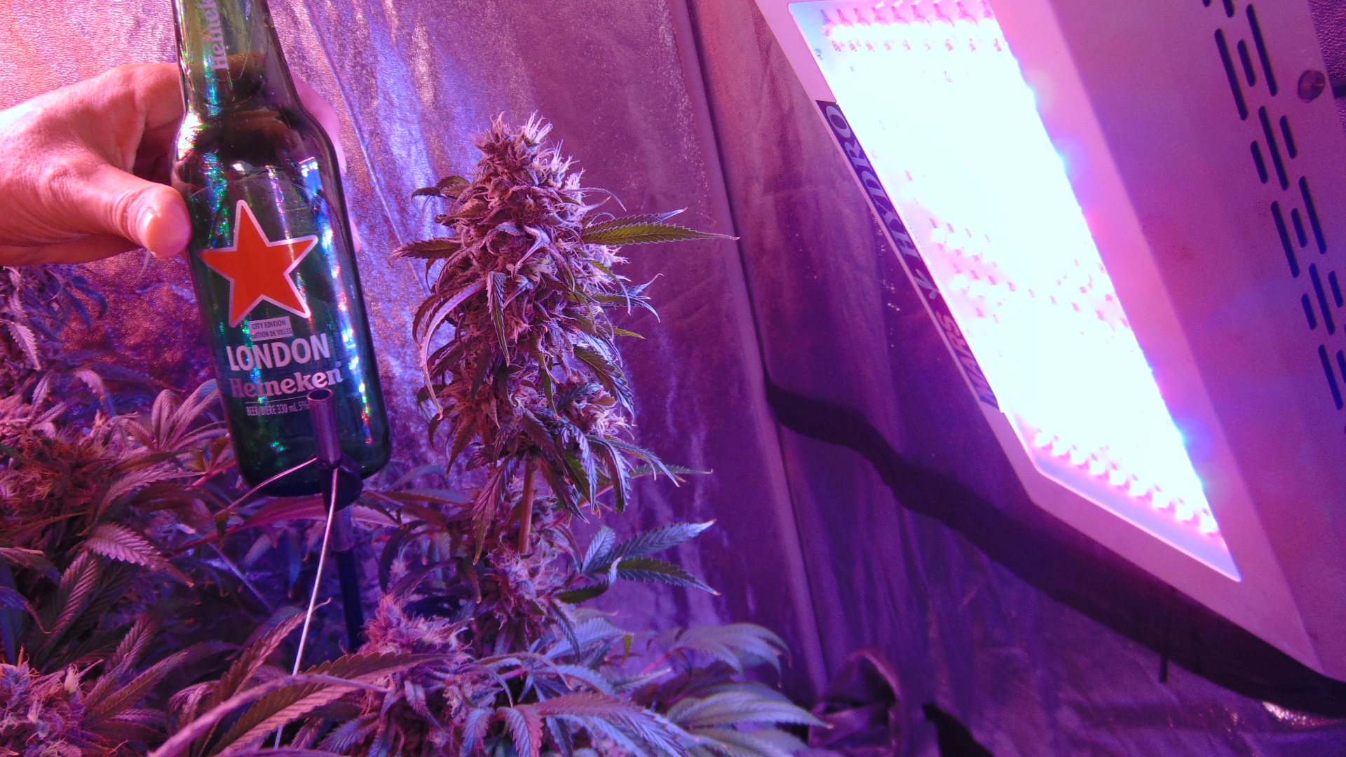 Cheeses Half Harvest 003