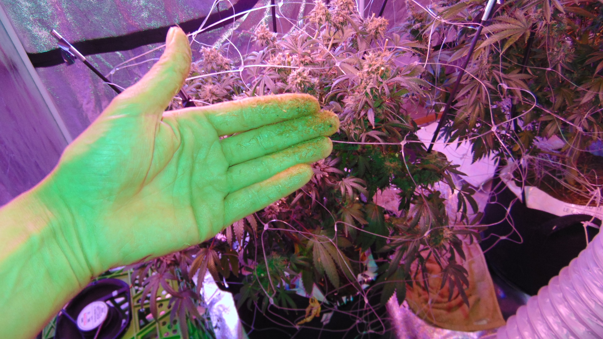 Cheeses Half Harvest 007