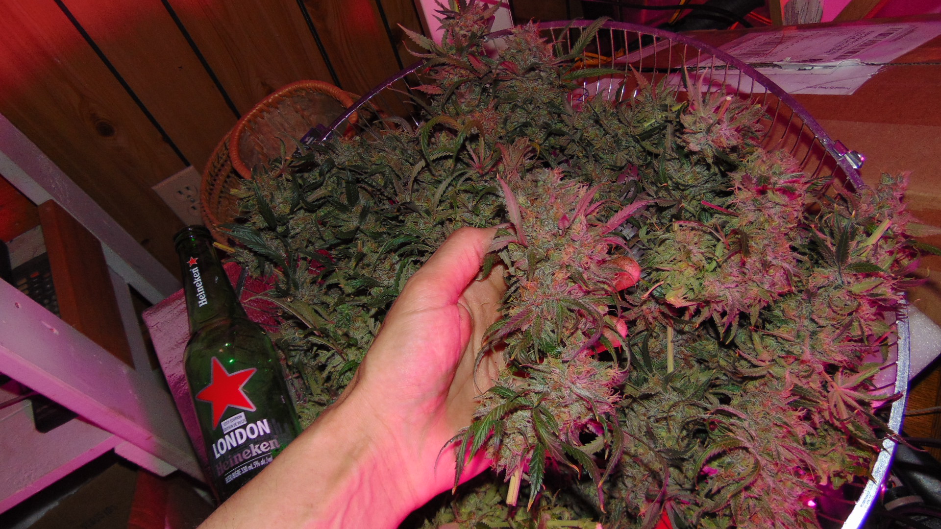 Cheeses Half Harvest 038