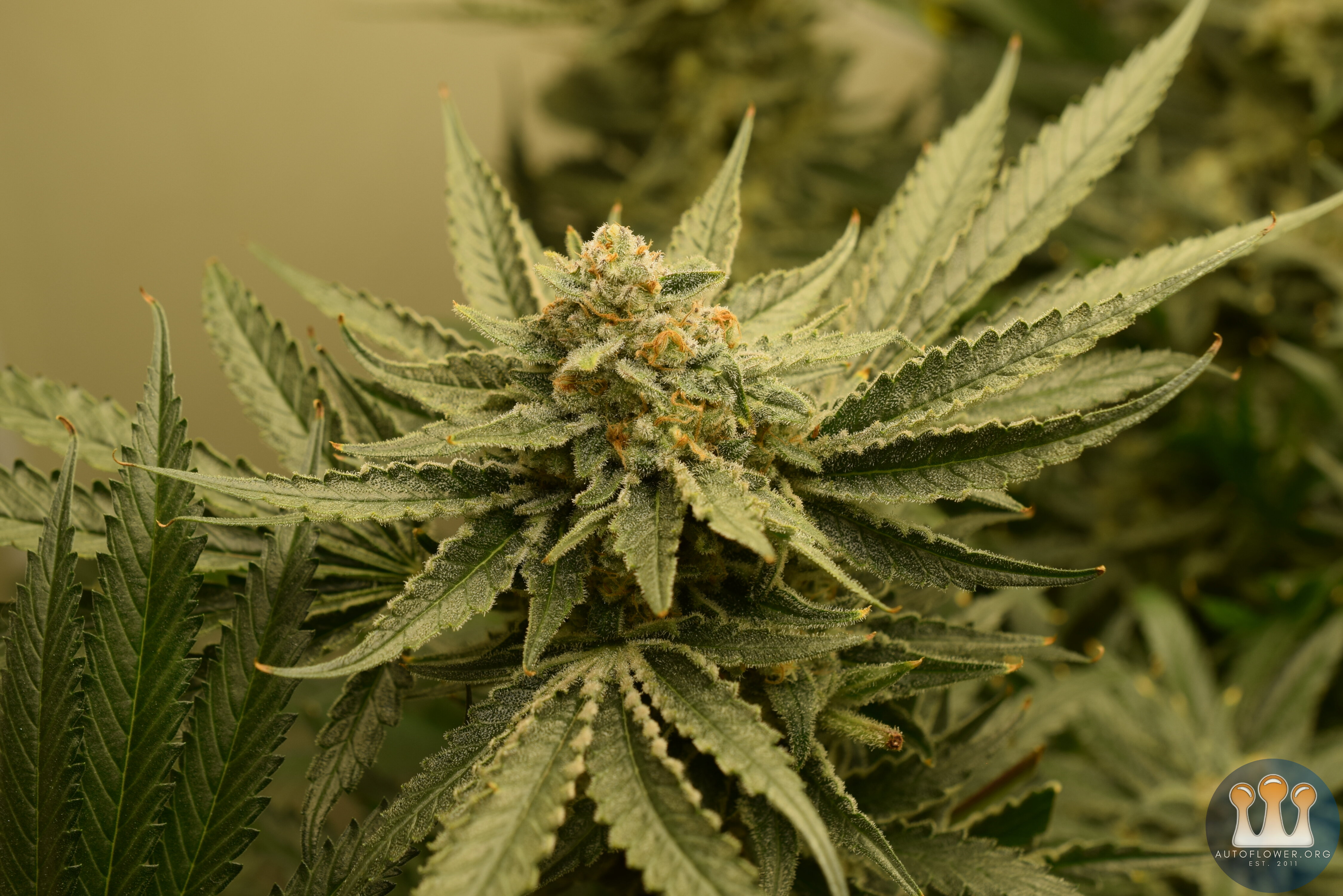 Chemdawg #1 Day 57 Flower