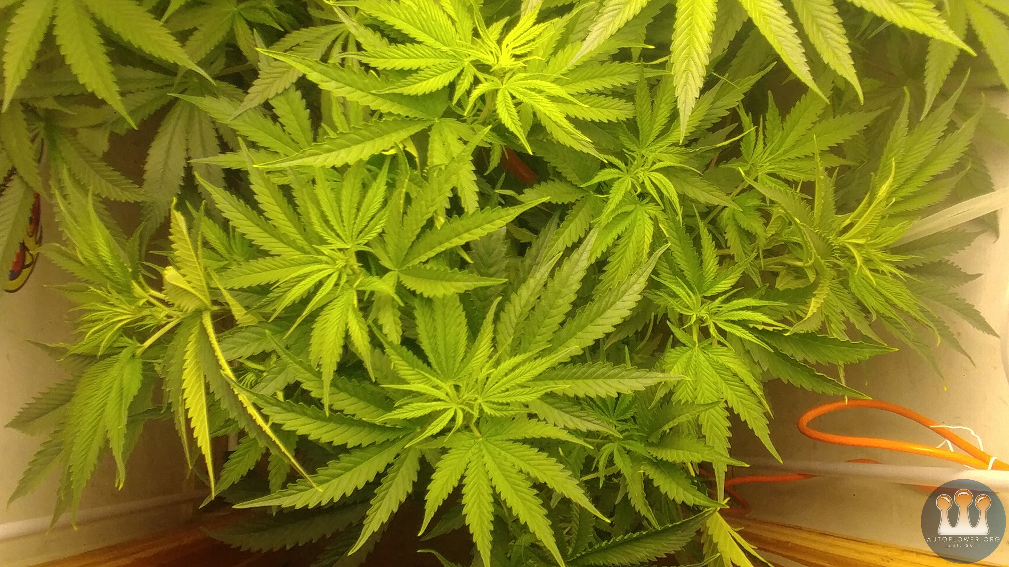 Chemdawg #1 Day 7 Flower