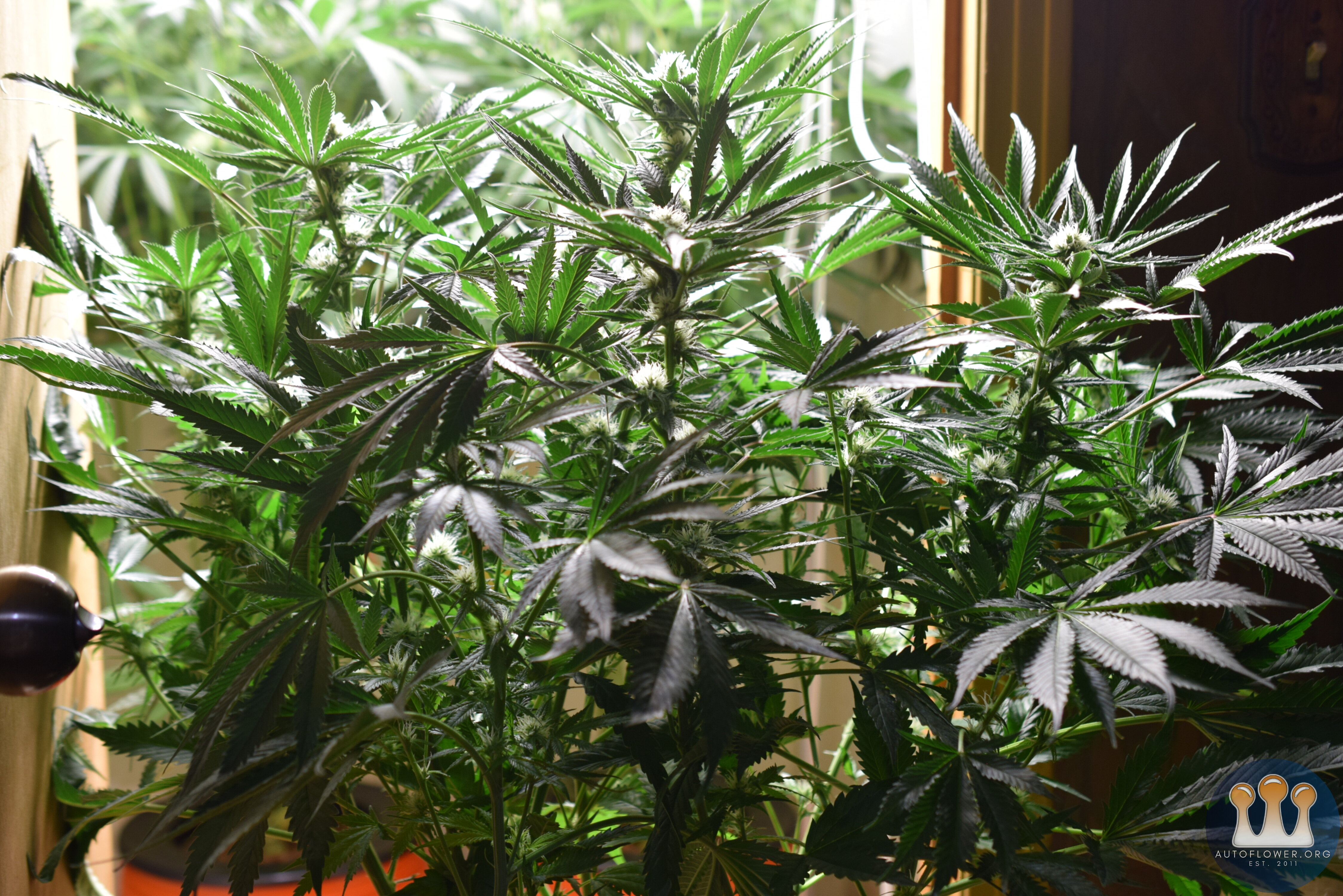 Chemdawg #1 Week 4 flower