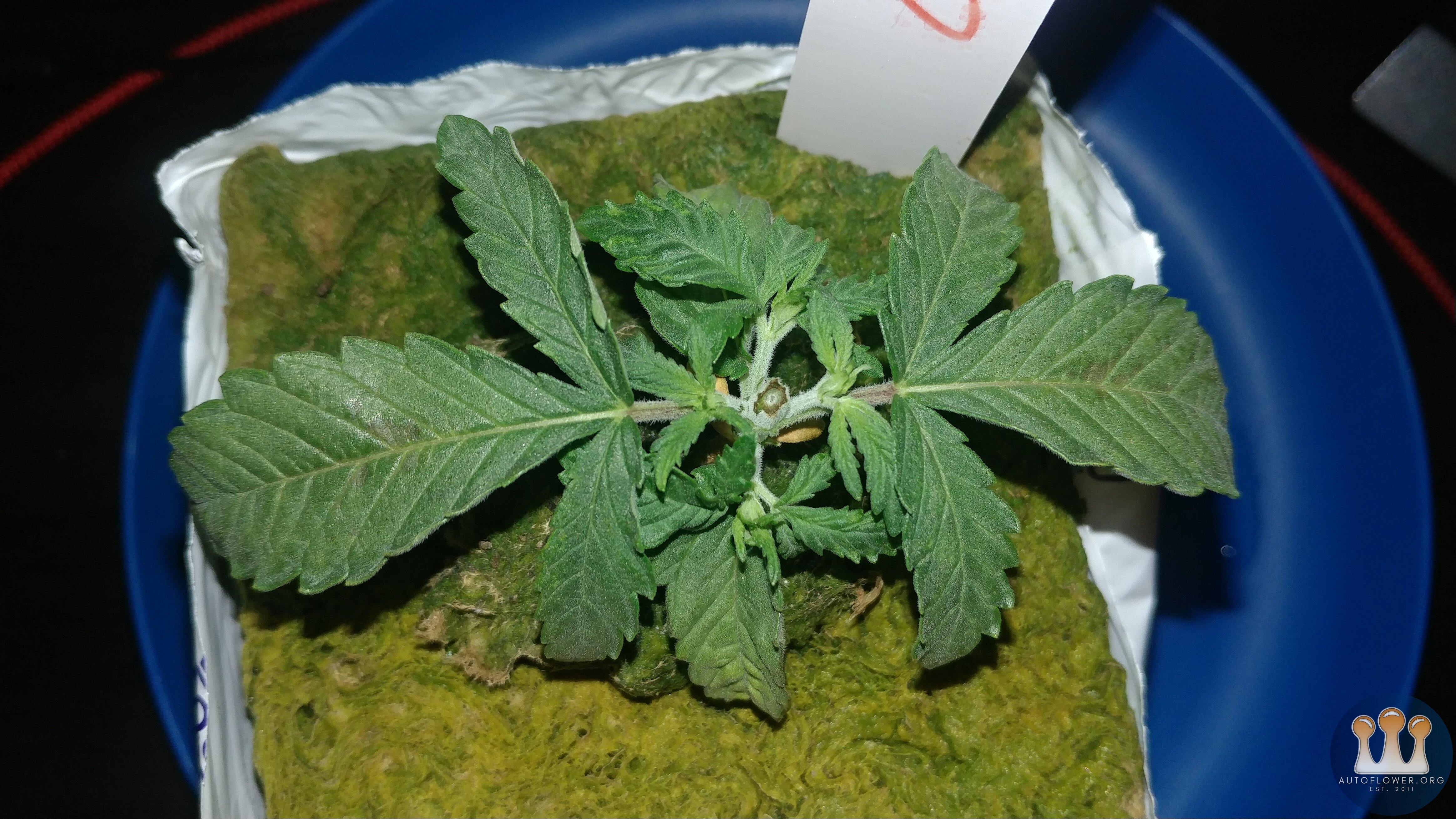 Chemdawg #2 Day 16 Topped