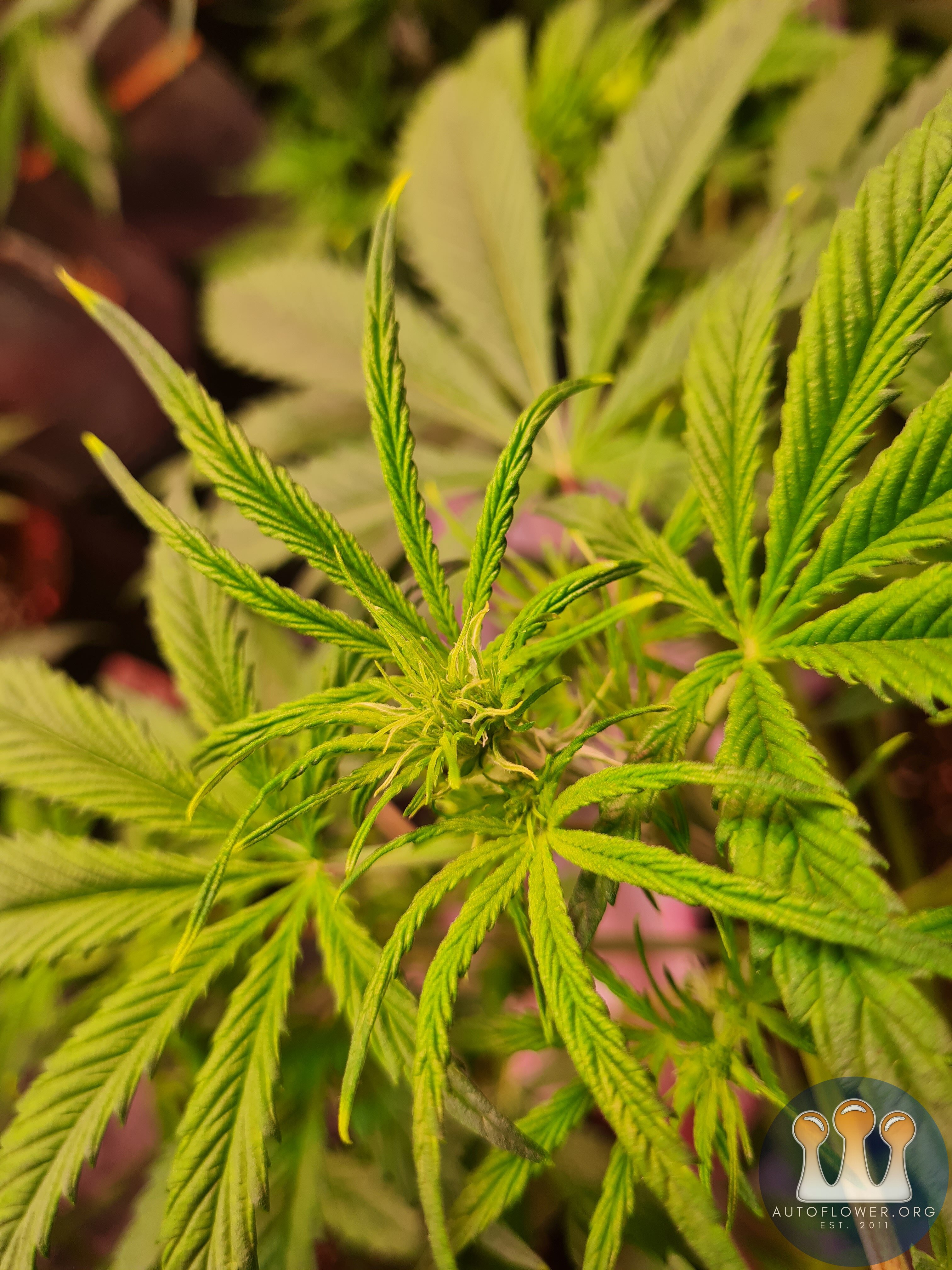 Cinderella jack auto