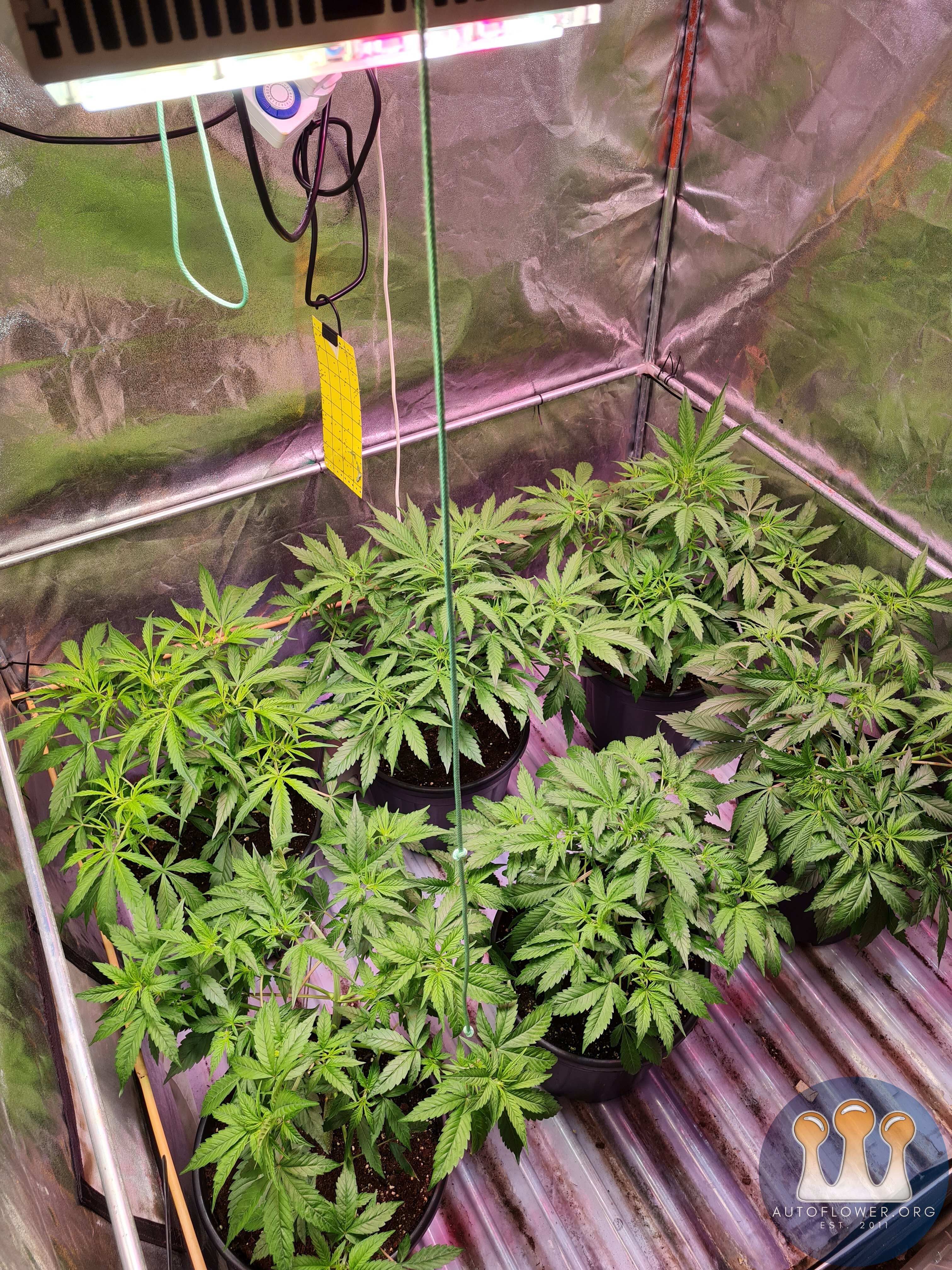 Cinderella jack Auto