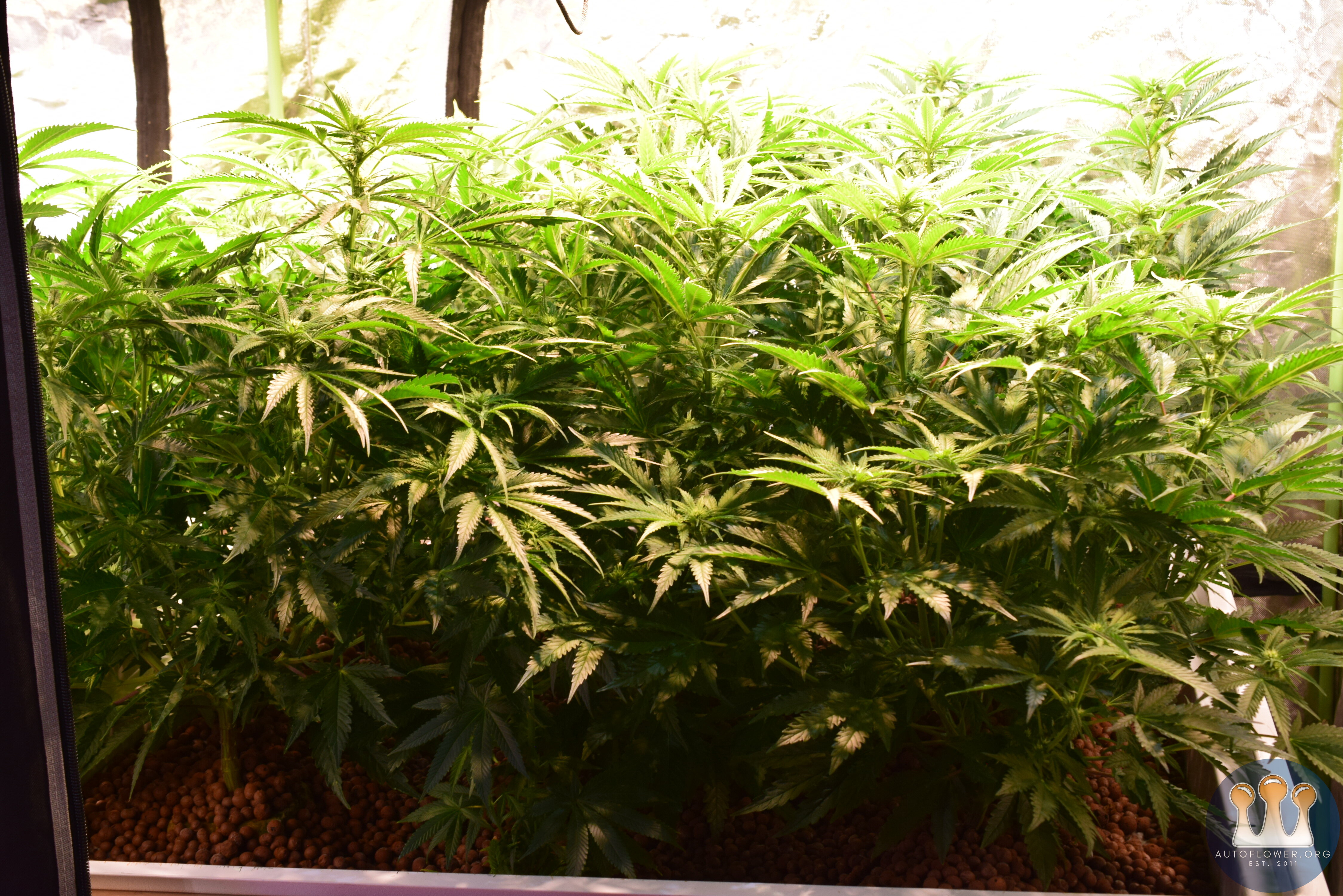 Clones Day 15 Flower