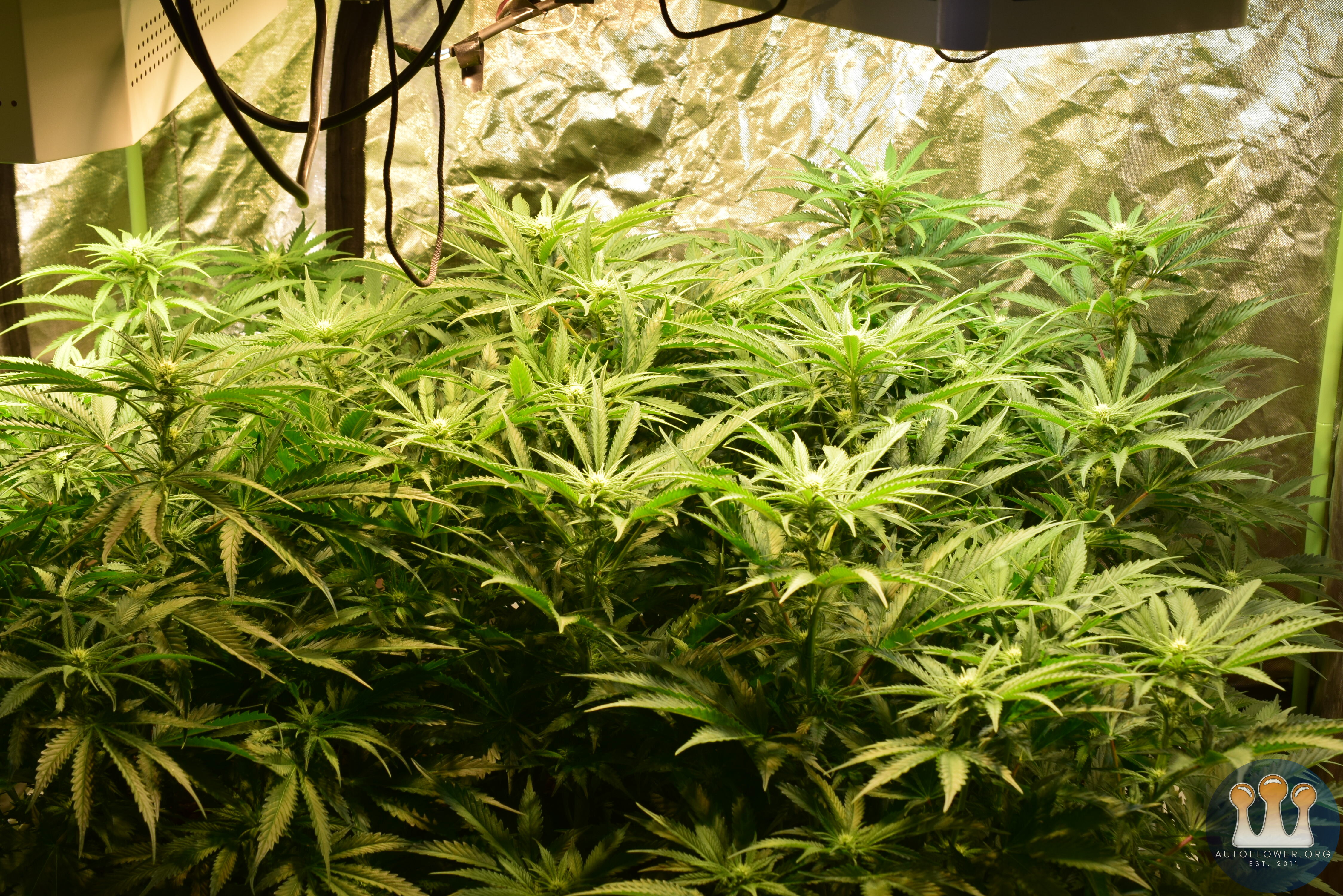 Clones Day 15 Flower