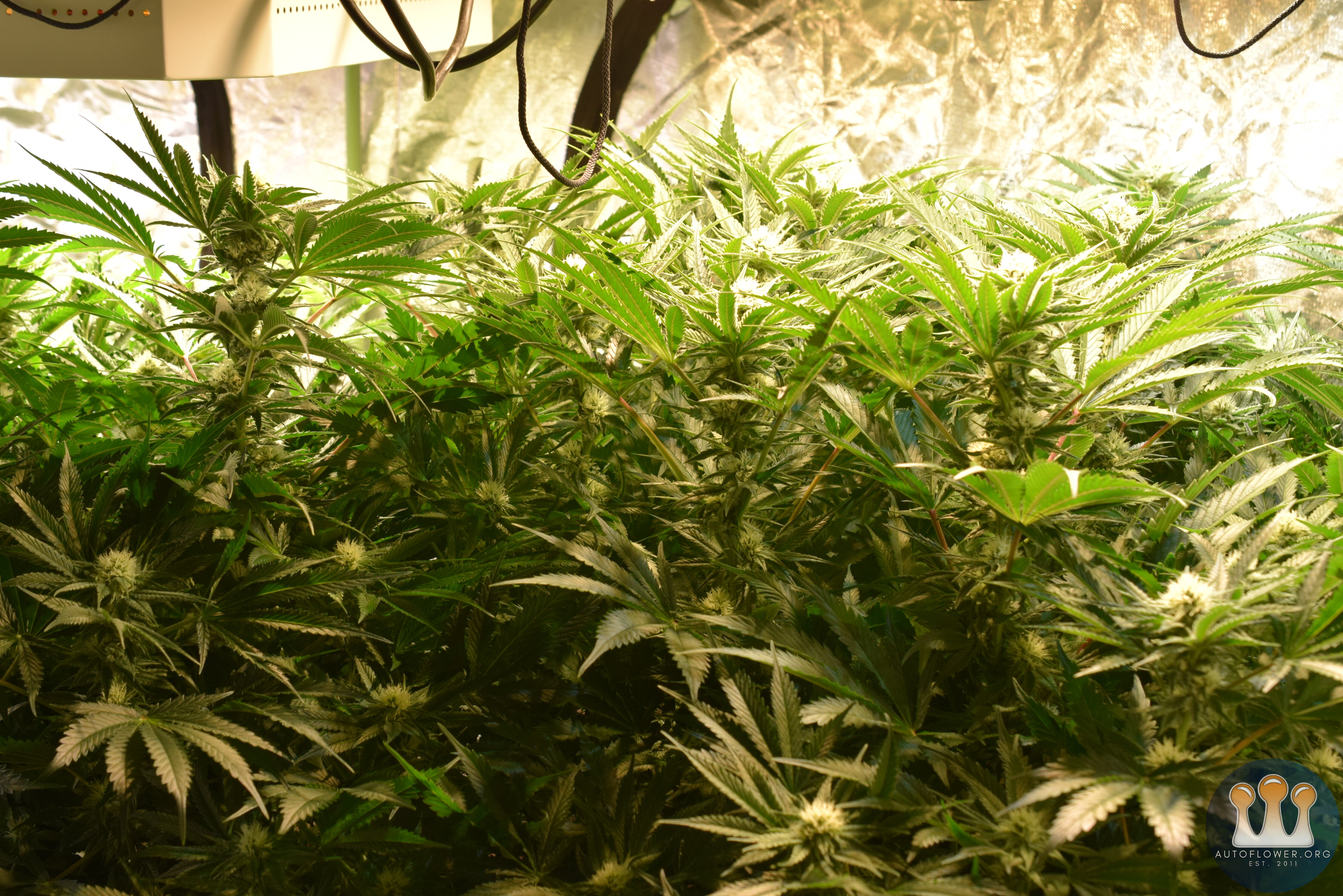 Clones Day 24 Flower