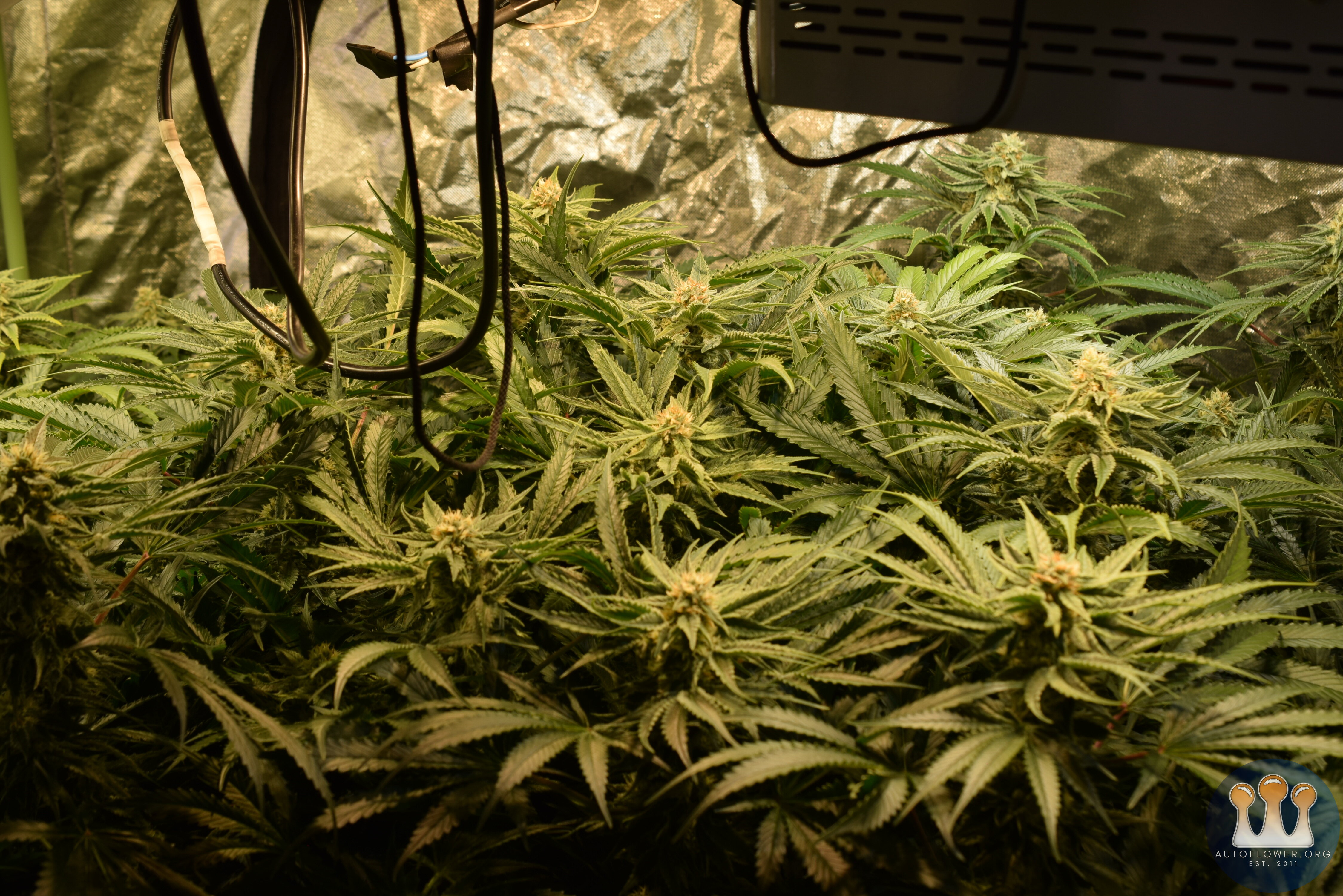 Clones Day 33 Flower