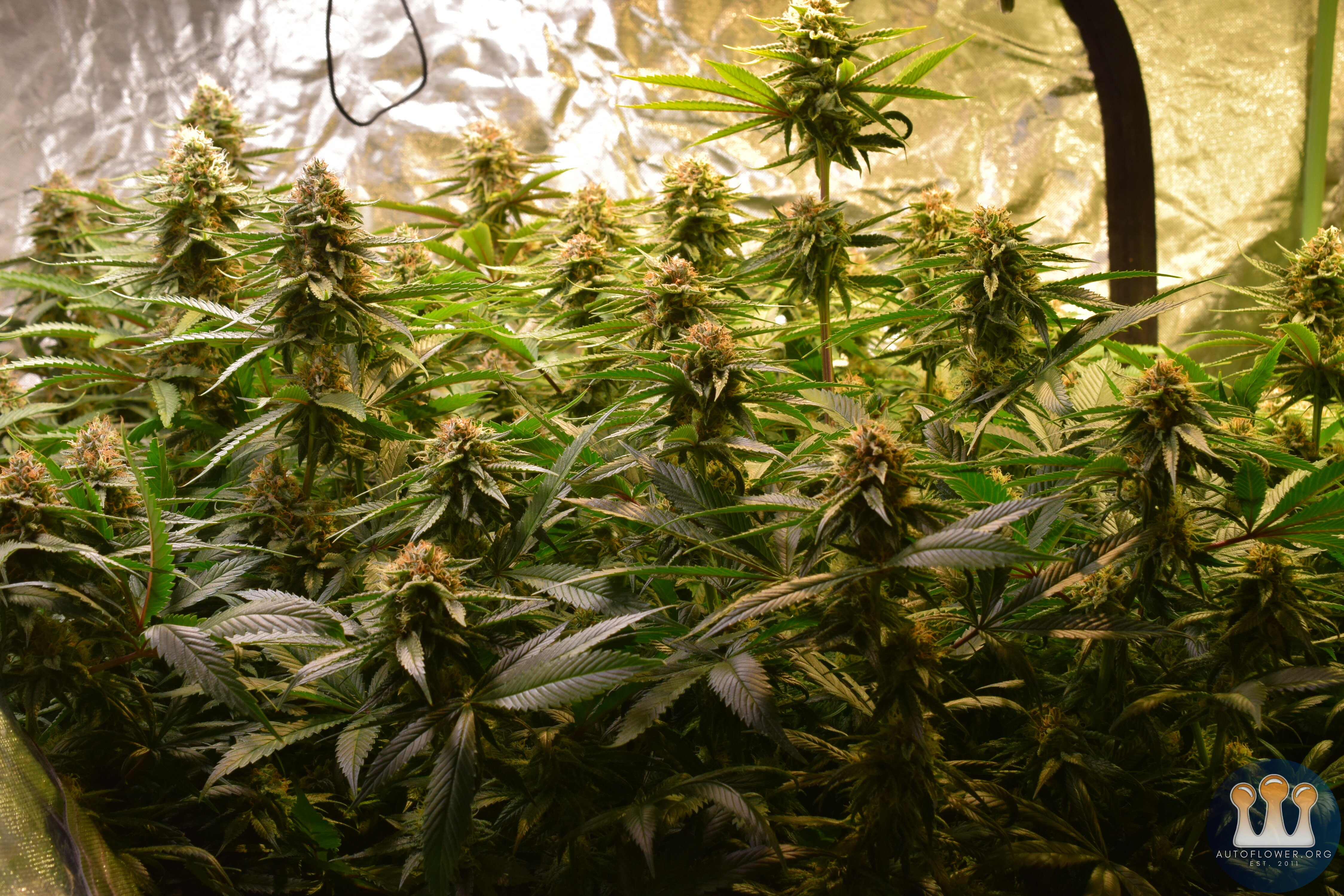 Clones Day 39 Flower