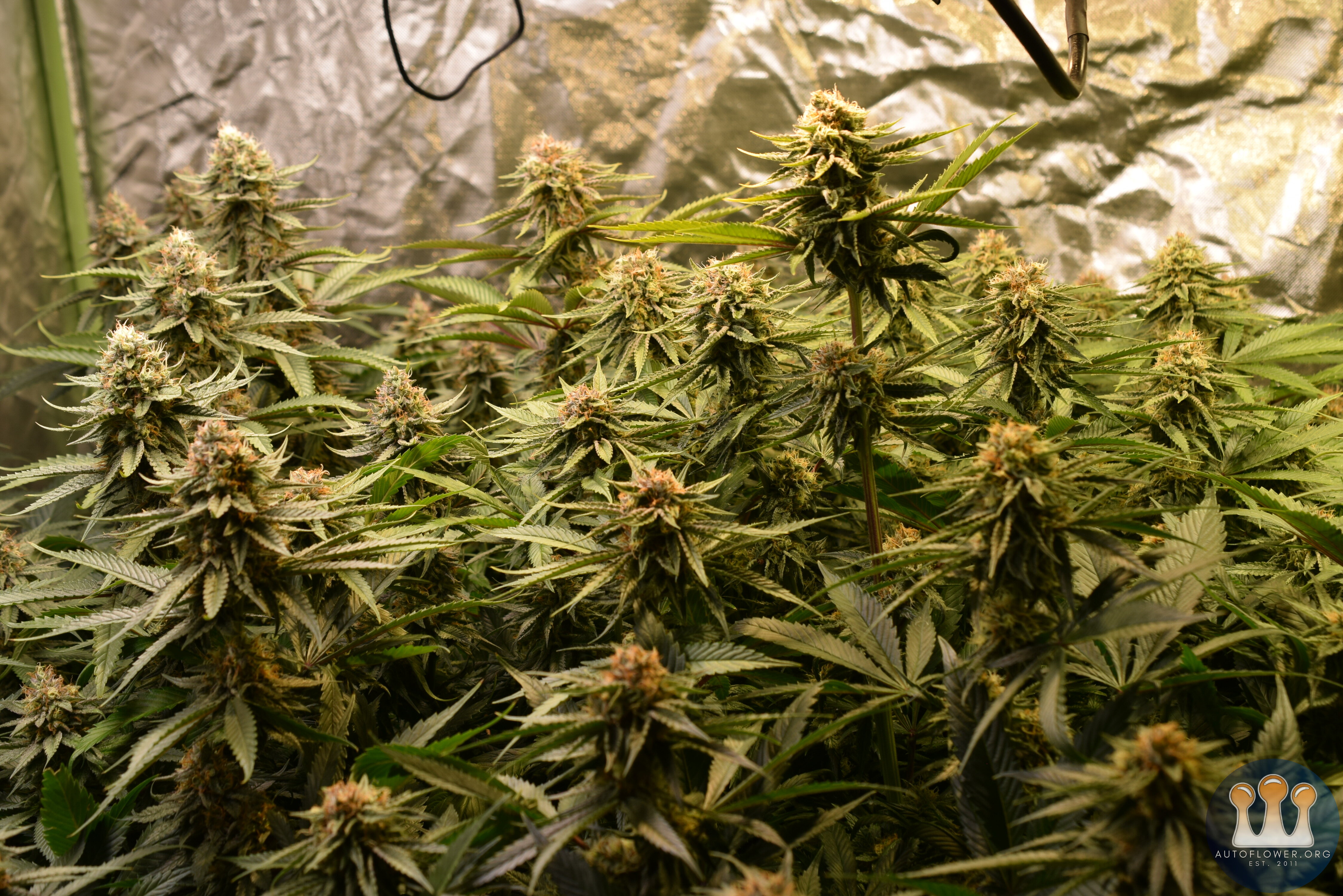 Clones Day 39 Flower