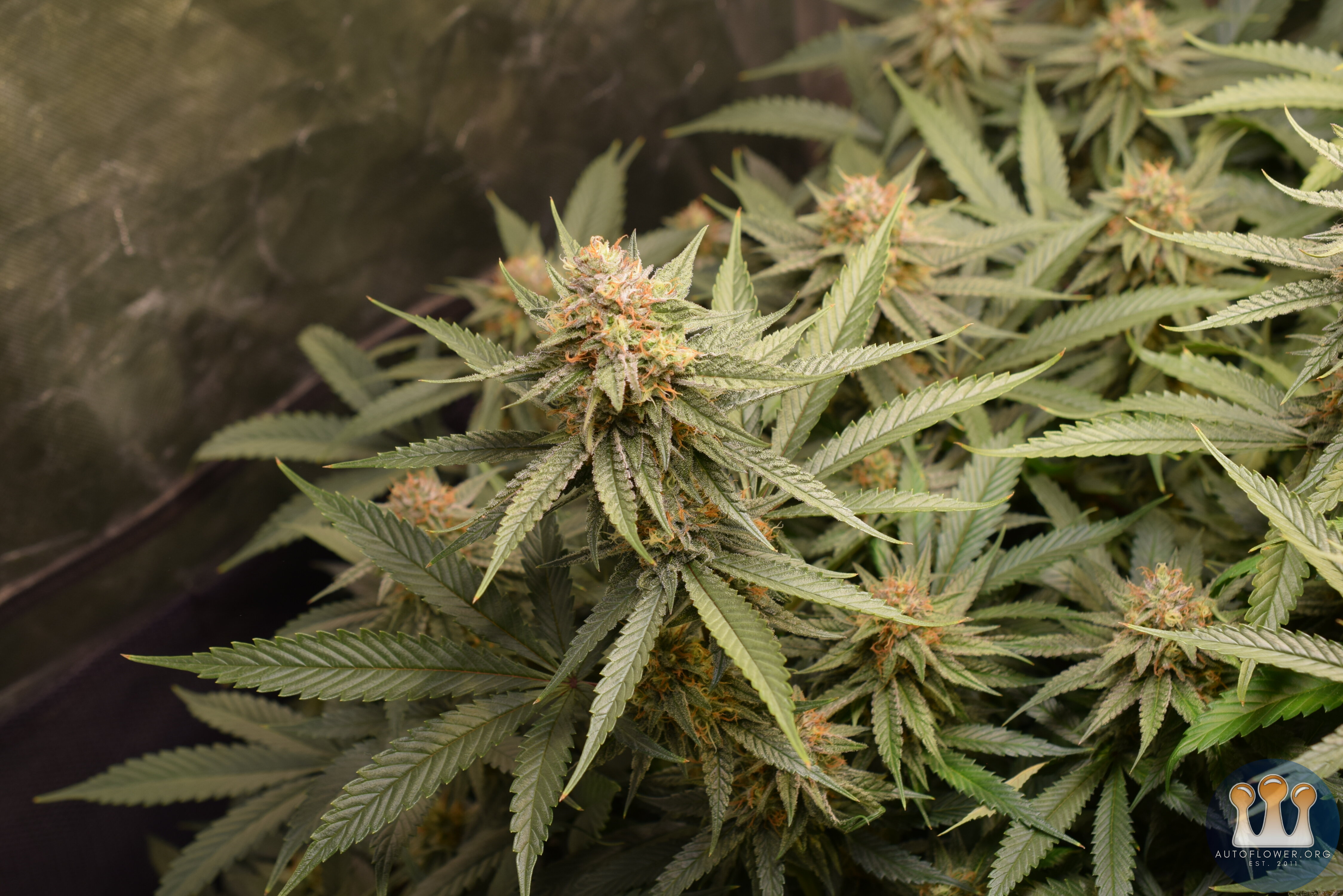 Clones Day 39 Flower