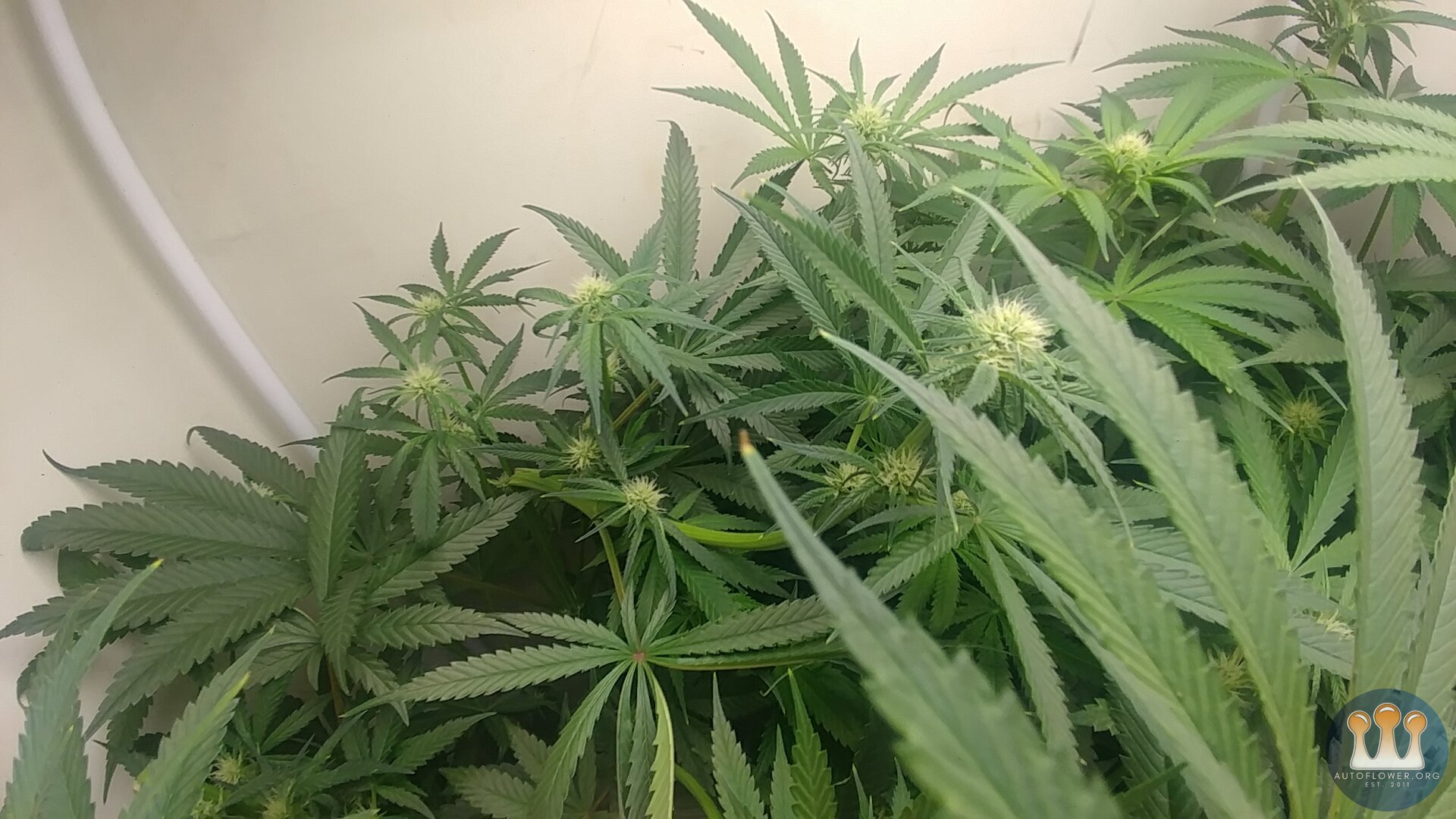 Cloud Candy #1 Supercrop