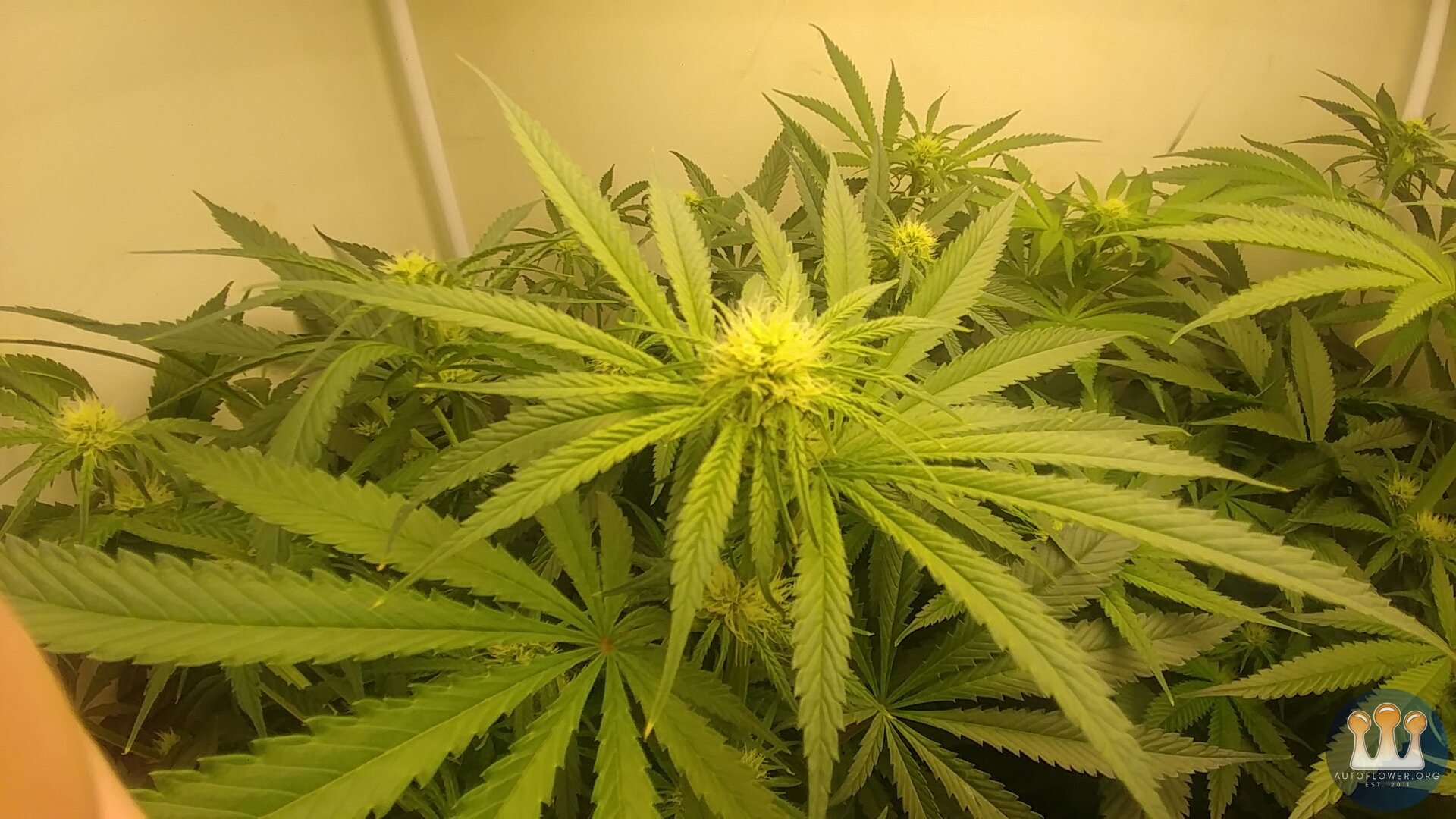 Cloud Candy Week 3 Flowering