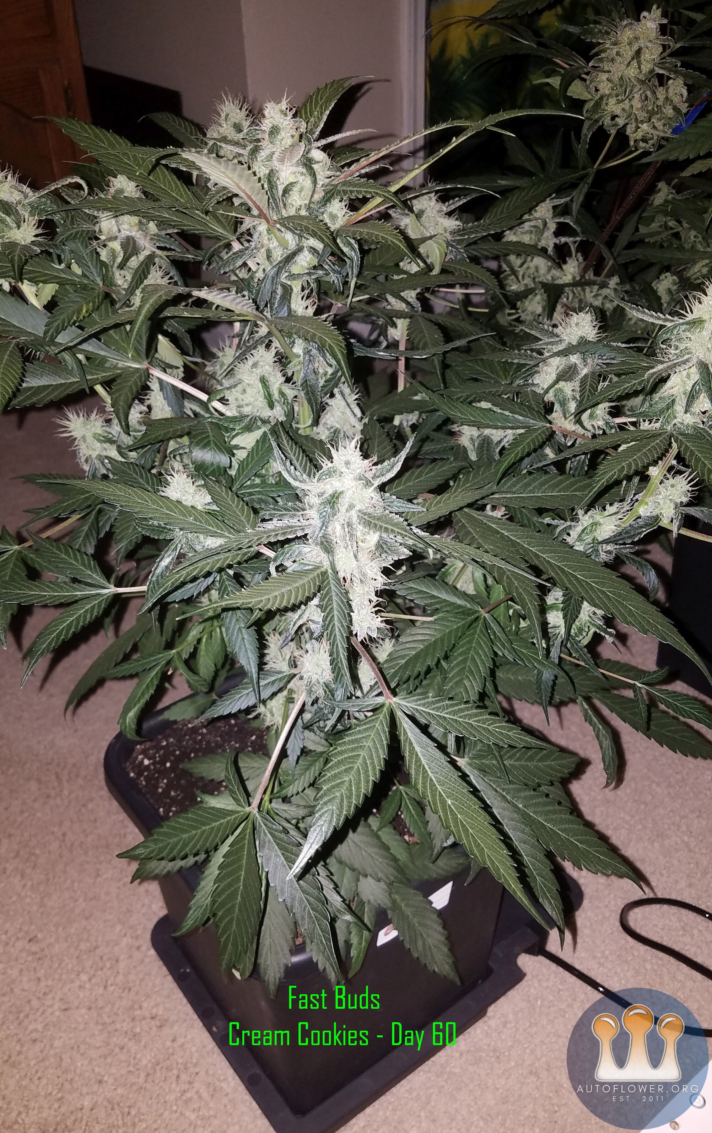 Cream Cookies - 2.jpg